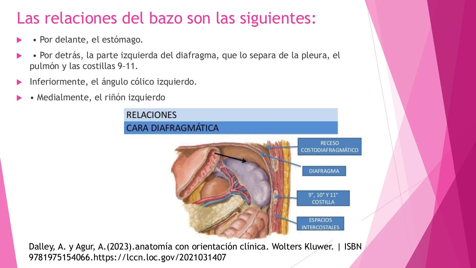 # ANATOMÍA DEL BAZO Bazo
El bazo es una masa pulposa ovoide,
generalmente violácea, del tamaño y la
forma del puño. Es relativamente delica