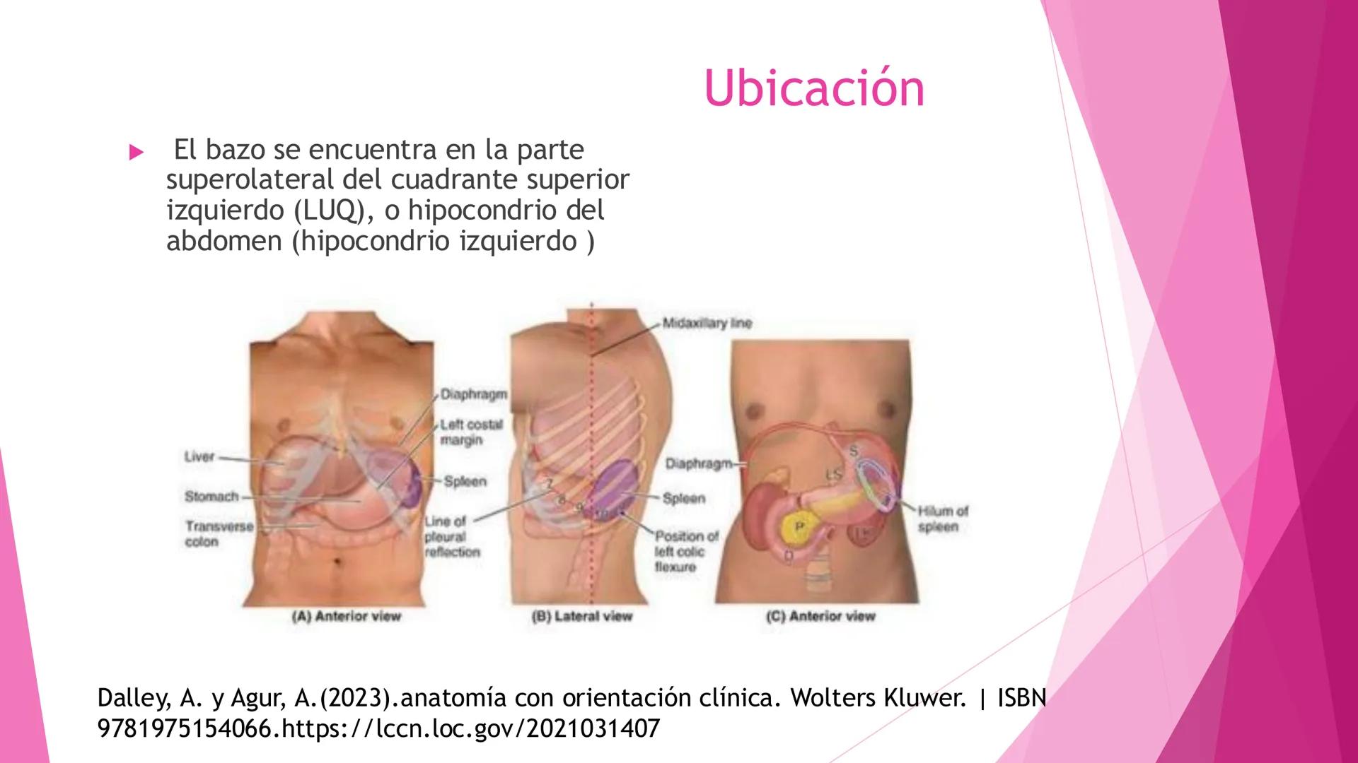 # ANATOMÍA DEL BAZO Bazo
El bazo es una masa pulposa ovoide,
generalmente violácea, del tamaño y la
forma del puño. Es relativamente delica