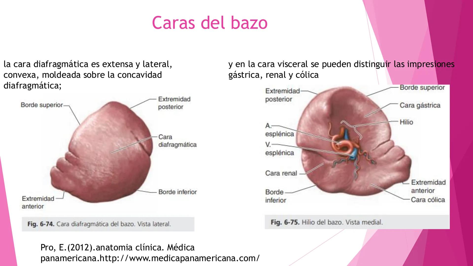 # ANATOMÍA DEL BAZO Bazo
El bazo es una masa pulposa ovoide,
generalmente violácea, del tamaño y la
forma del puño. Es relativamente delica