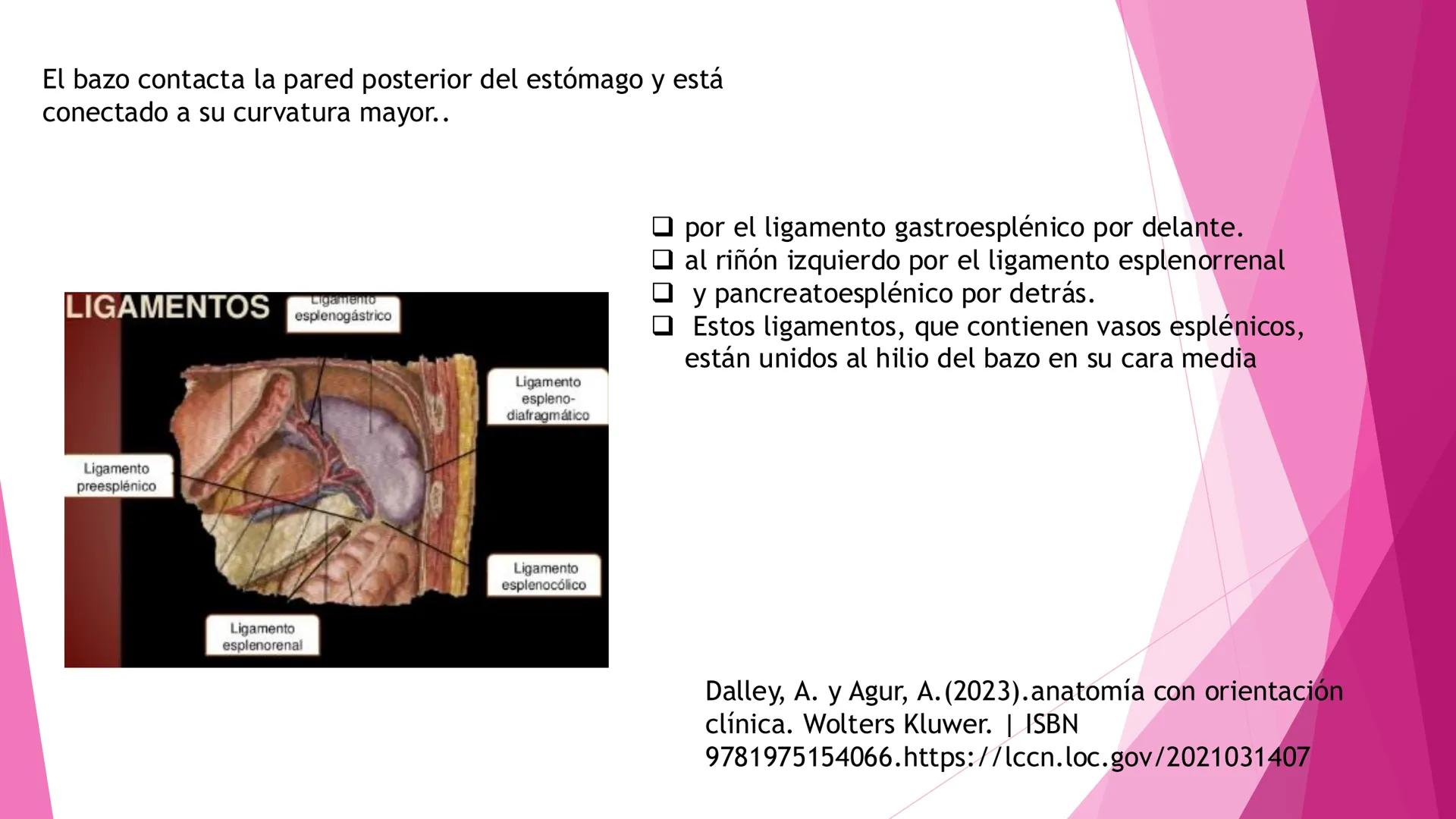 # ANATOMÍA DEL BAZO Bazo
El bazo es una masa pulposa ovoide,
generalmente violácea, del tamaño y la
forma del puño. Es relativamente delica