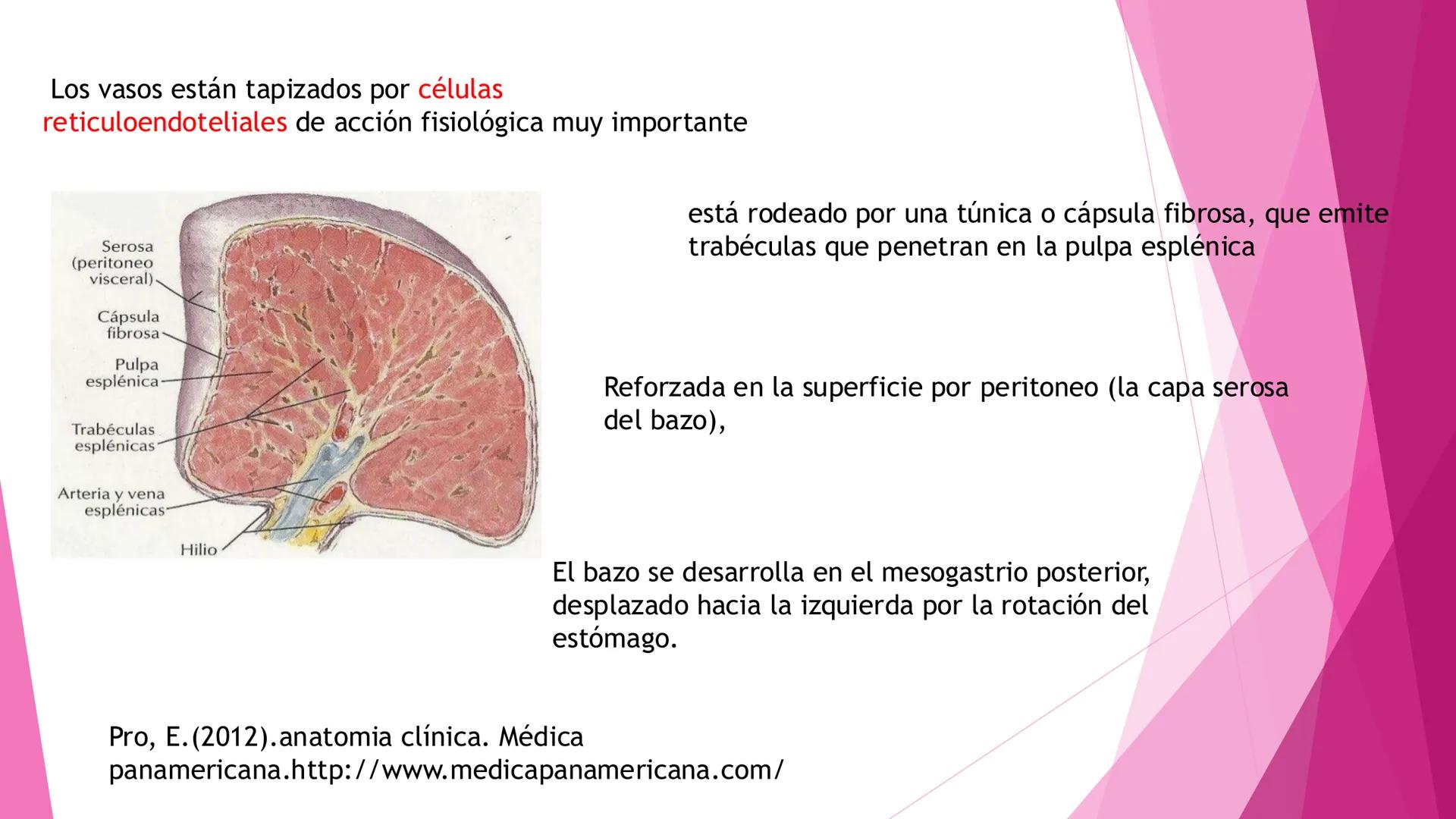 # ANATOMÍA DEL BAZO Bazo
El bazo es una masa pulposa ovoide,
generalmente violácea, del tamaño y la
forma del puño. Es relativamente delica