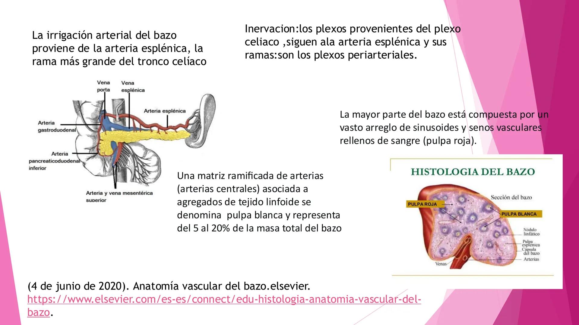 # ANATOMÍA DEL BAZO Bazo
El bazo es una masa pulposa ovoide,
generalmente violácea, del tamaño y la
forma del puño. Es relativamente delica