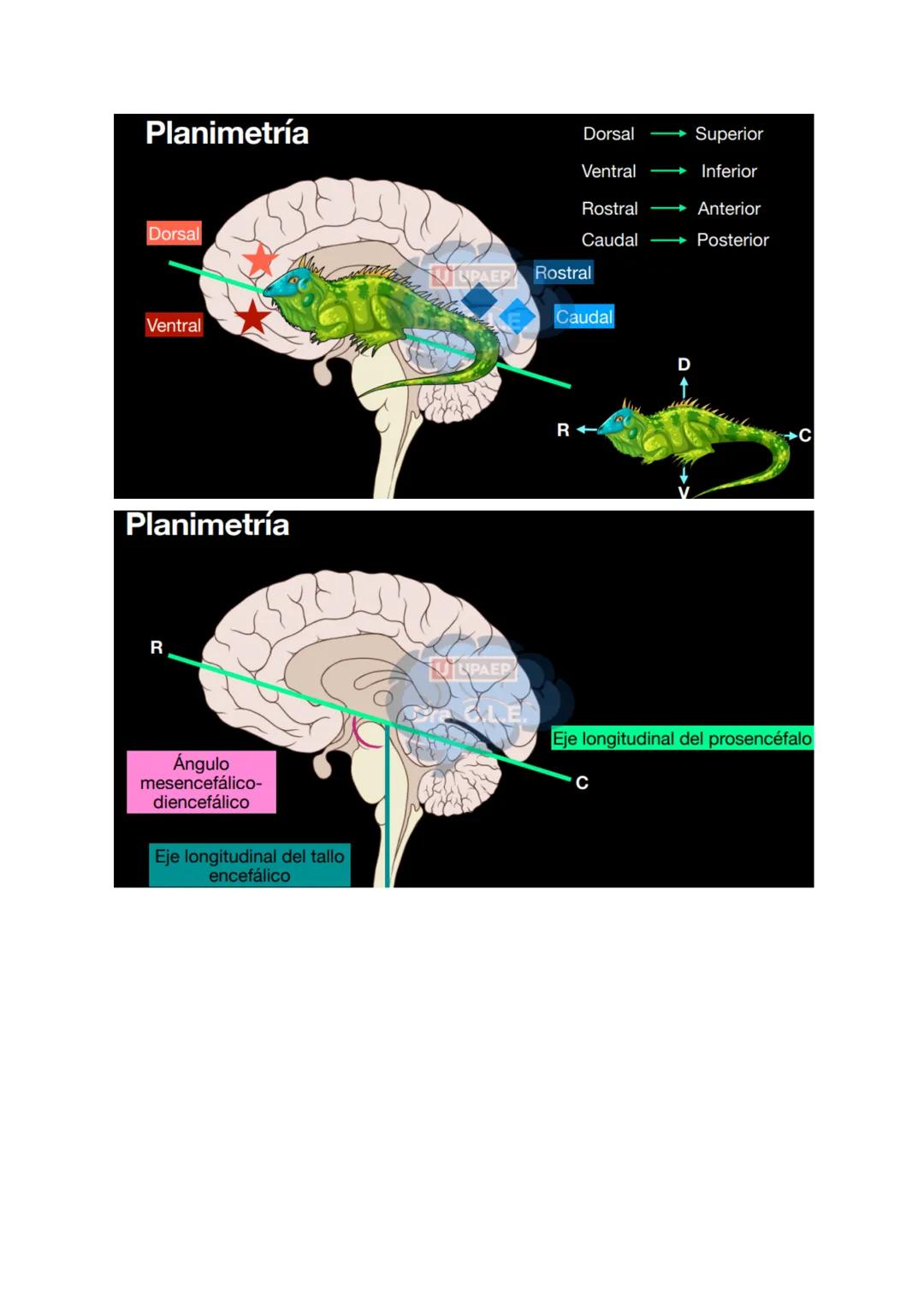 # SISTEMA NERVIOSO
- Es el dispositivo de computación más complejo y refinado que existe
- Recibe e interpreta una inmensa gama de informac