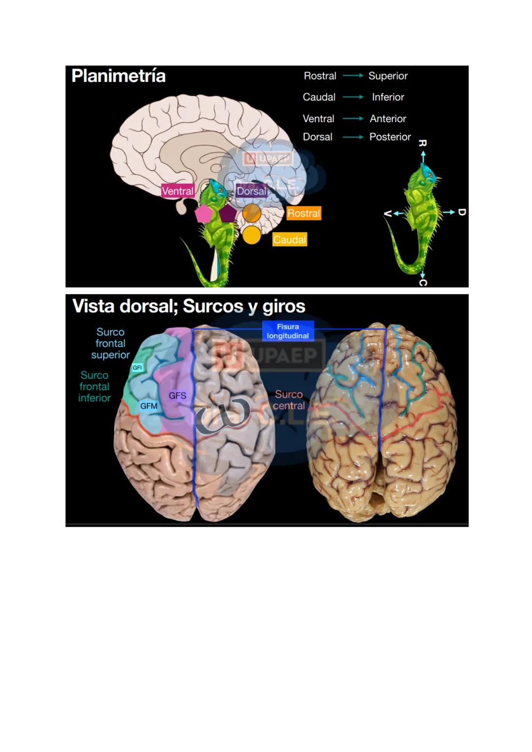 # SISTEMA NERVIOSO
- Es el dispositivo de computación más complejo y refinado que existe
- Recibe e interpreta una inmensa gama de informac