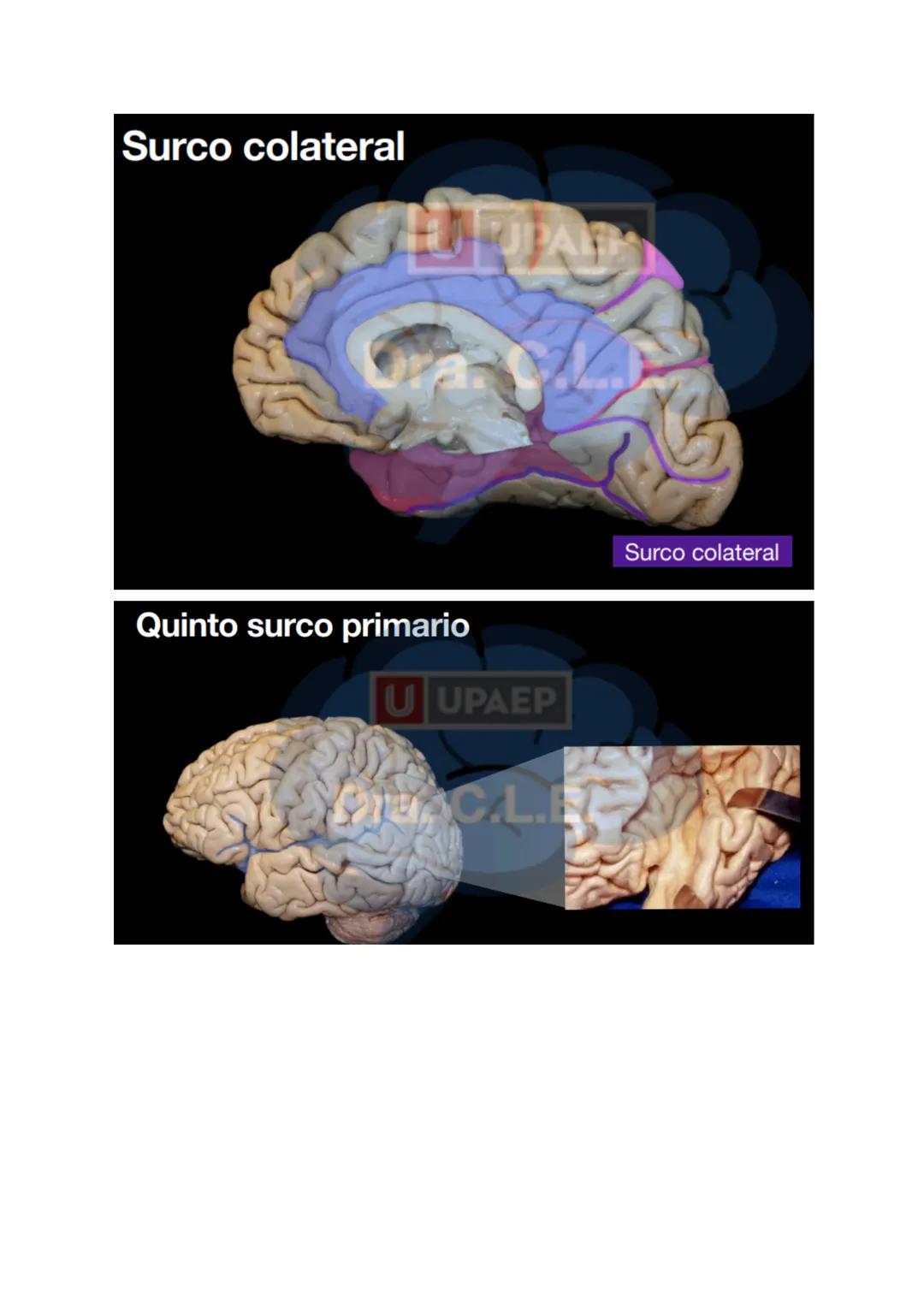 # SISTEMA NERVIOSO
- Es el dispositivo de computación más complejo y refinado que existe
- Recibe e interpreta una inmensa gama de informac