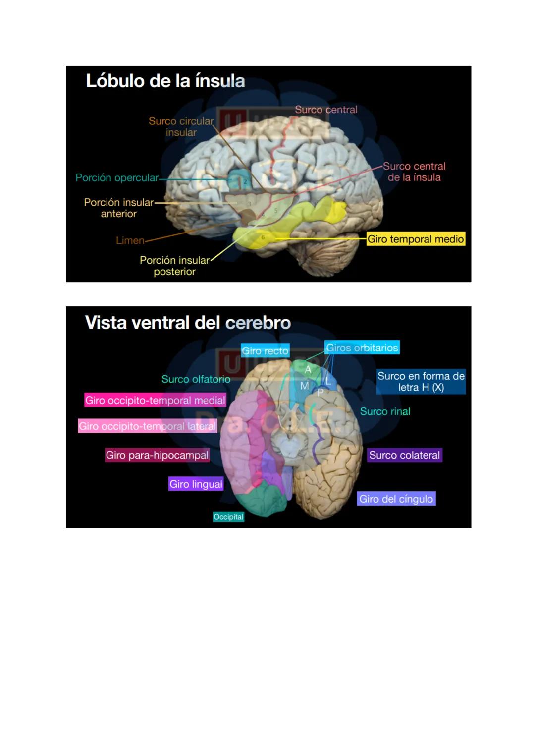 # SISTEMA NERVIOSO
- Es el dispositivo de computación más complejo y refinado que existe
- Recibe e interpreta una inmensa gama de informac