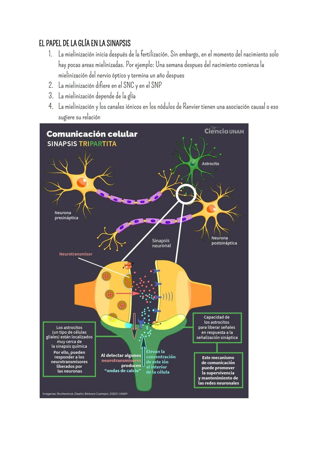 # SISTEMA NERVIOSO
- Es el dispositivo de computación más complejo y refinado que existe
- Recibe e interpreta una inmensa gama de informac