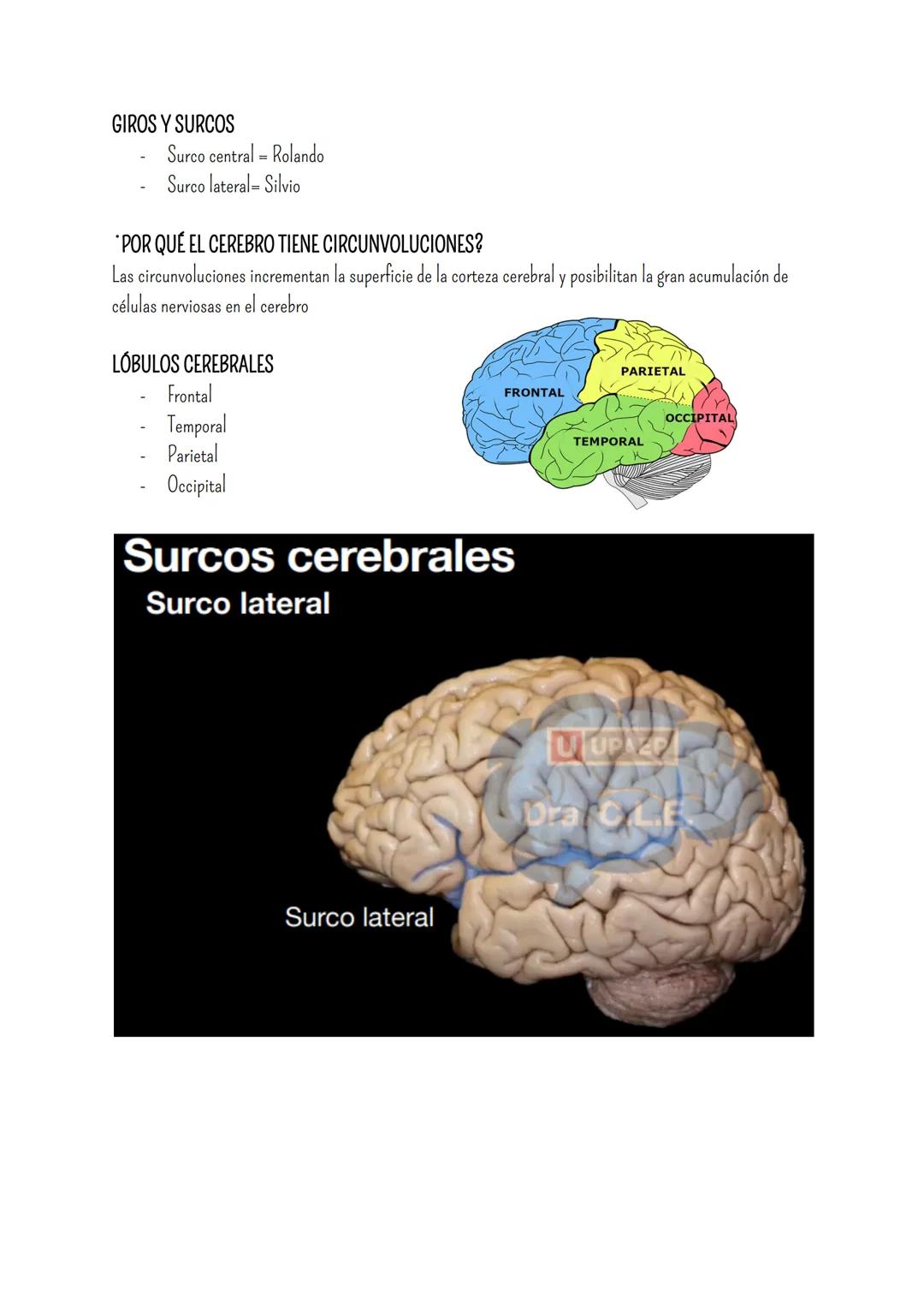 # SISTEMA NERVIOSO
- Es el dispositivo de computación más complejo y refinado que existe
- Recibe e interpreta una inmensa gama de informac