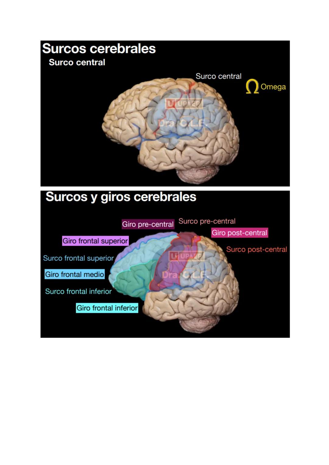 # SISTEMA NERVIOSO
- Es el dispositivo de computación más complejo y refinado que existe
- Recibe e interpreta una inmensa gama de informac