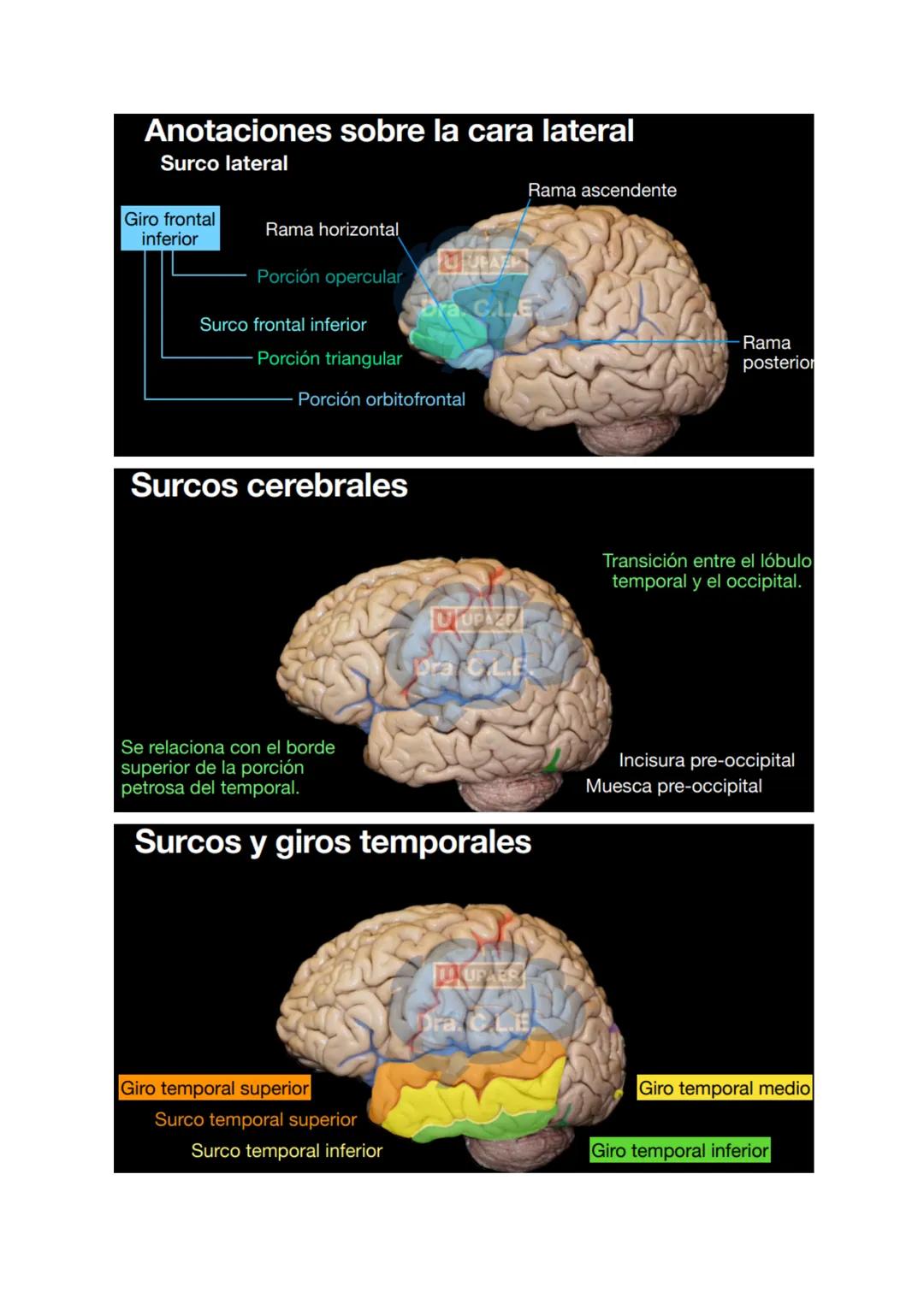 # SISTEMA NERVIOSO
- Es el dispositivo de computación más complejo y refinado que existe
- Recibe e interpreta una inmensa gama de informac