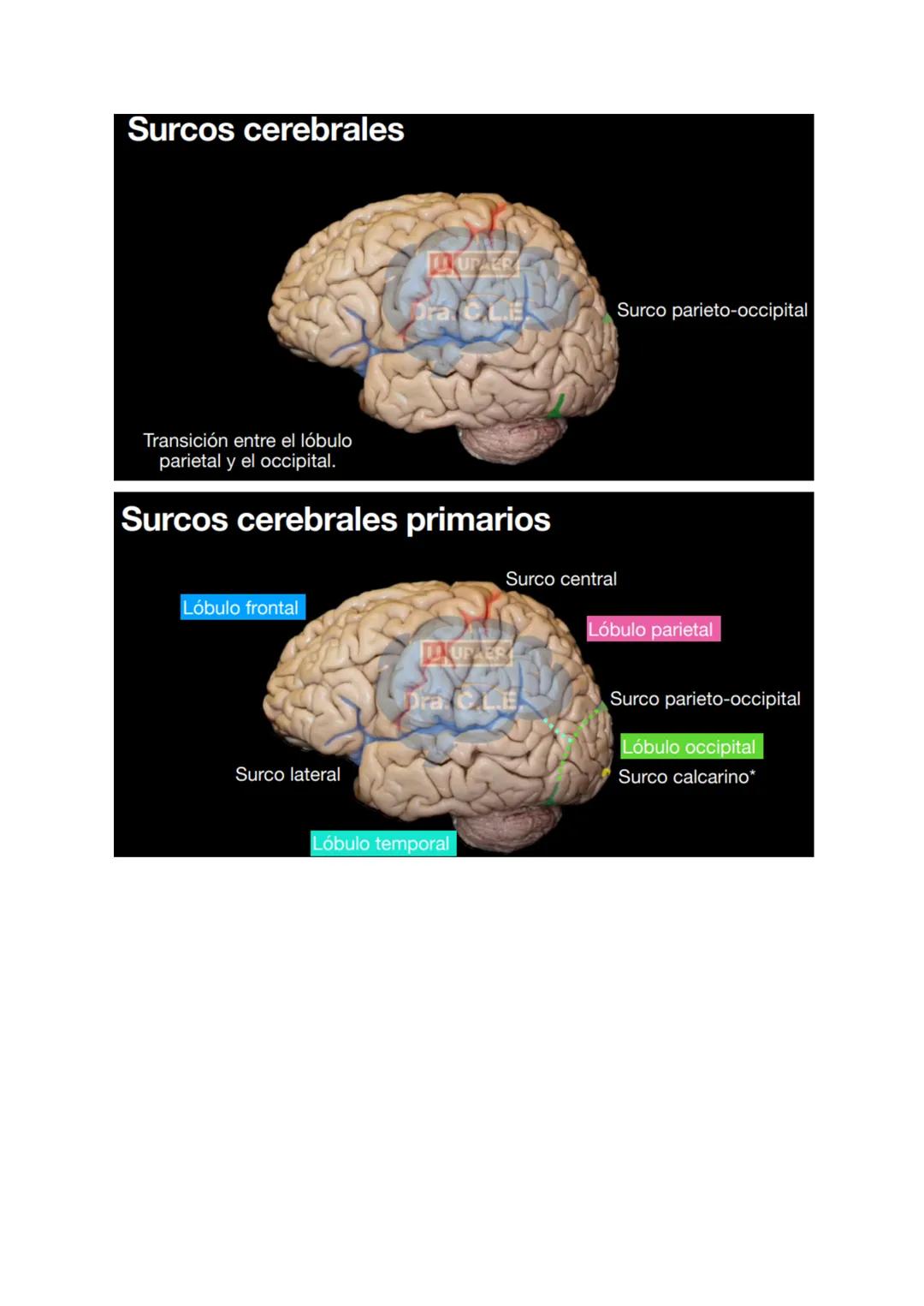 # SISTEMA NERVIOSO
- Es el dispositivo de computación más complejo y refinado que existe
- Recibe e interpreta una inmensa gama de informac