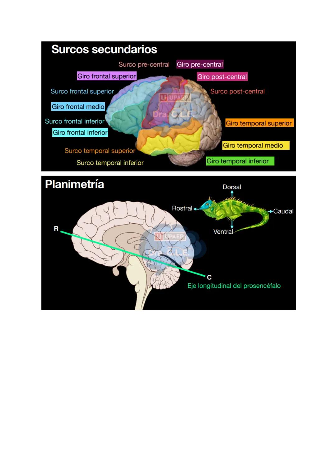 # SISTEMA NERVIOSO
- Es el dispositivo de computación más complejo y refinado que existe
- Recibe e interpreta una inmensa gama de informac