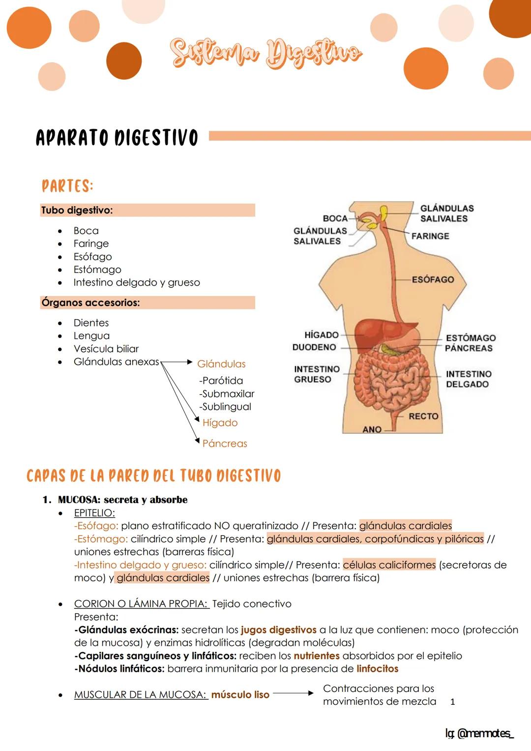 # Sistema Digestivo
# APARATO DIGESTIVO
## PARTES:
Tubo digestivo:
- Boca
- Faringe
- Esófago
- Estómago
- Intestino delgado y grueso
#