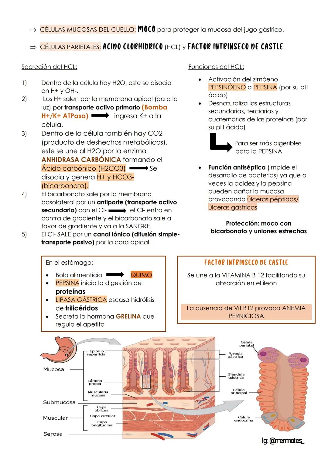 # Sistema Digestivo
# APARATO DIGESTIVO
## PARTES:
Tubo digestivo:
- Boca
- Faringe
- Esófago
- Estómago
- Intestino delgado y grueso
#