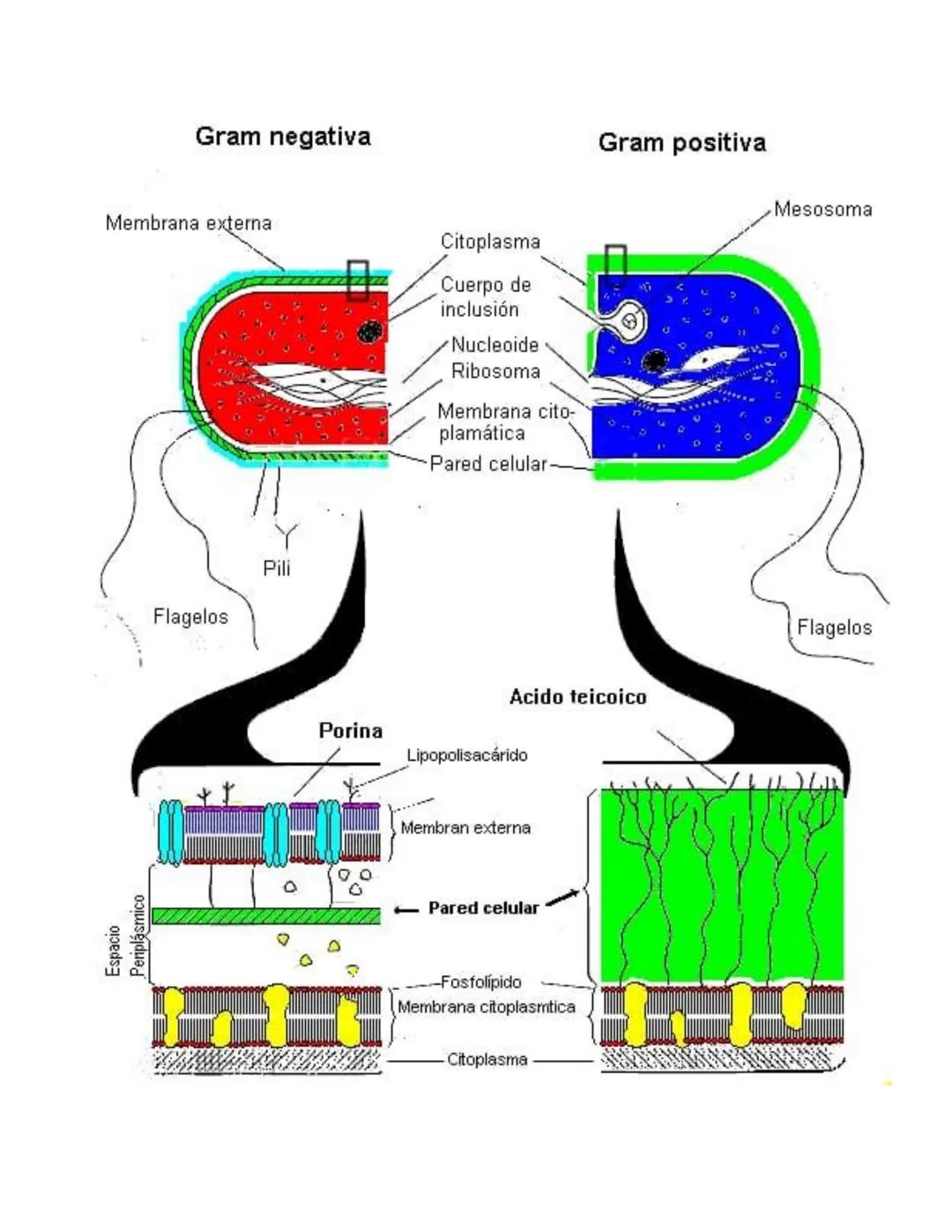 # MICROBIOLOGIA GENEREAL
## TAXONOMIA MICROBIANA
La taxonomía es un área de la ciencia biológica que comprende tres disciplinas que son: