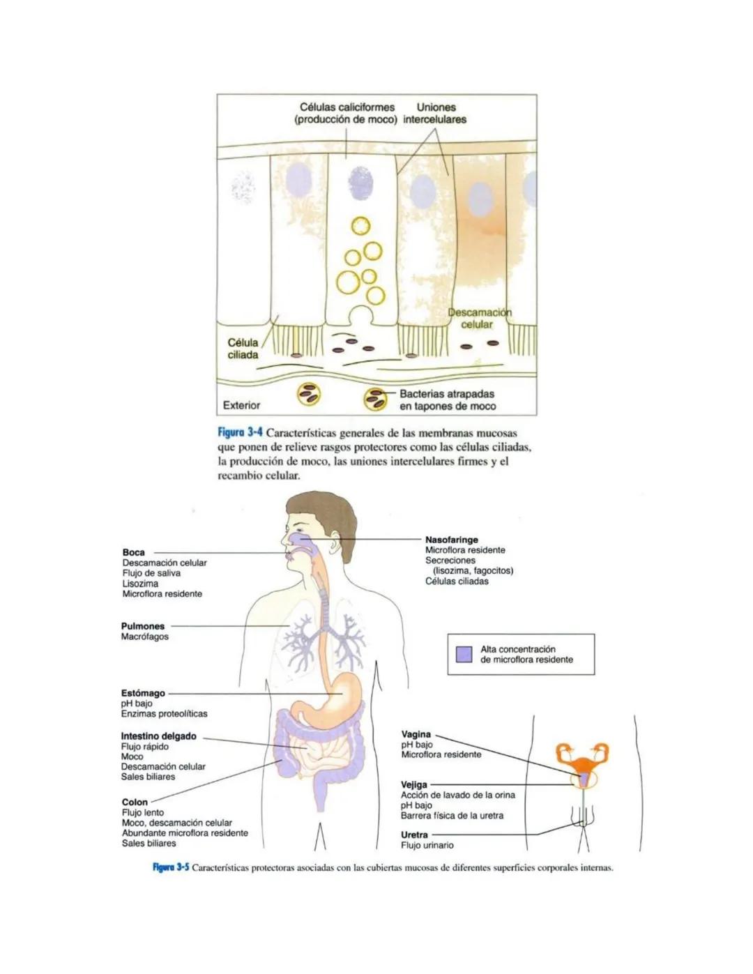 # MICROBIOLOGIA GENEREAL
## TAXONOMIA MICROBIANA
La taxonomía es un área de la ciencia biológica que comprende tres disciplinas que son: