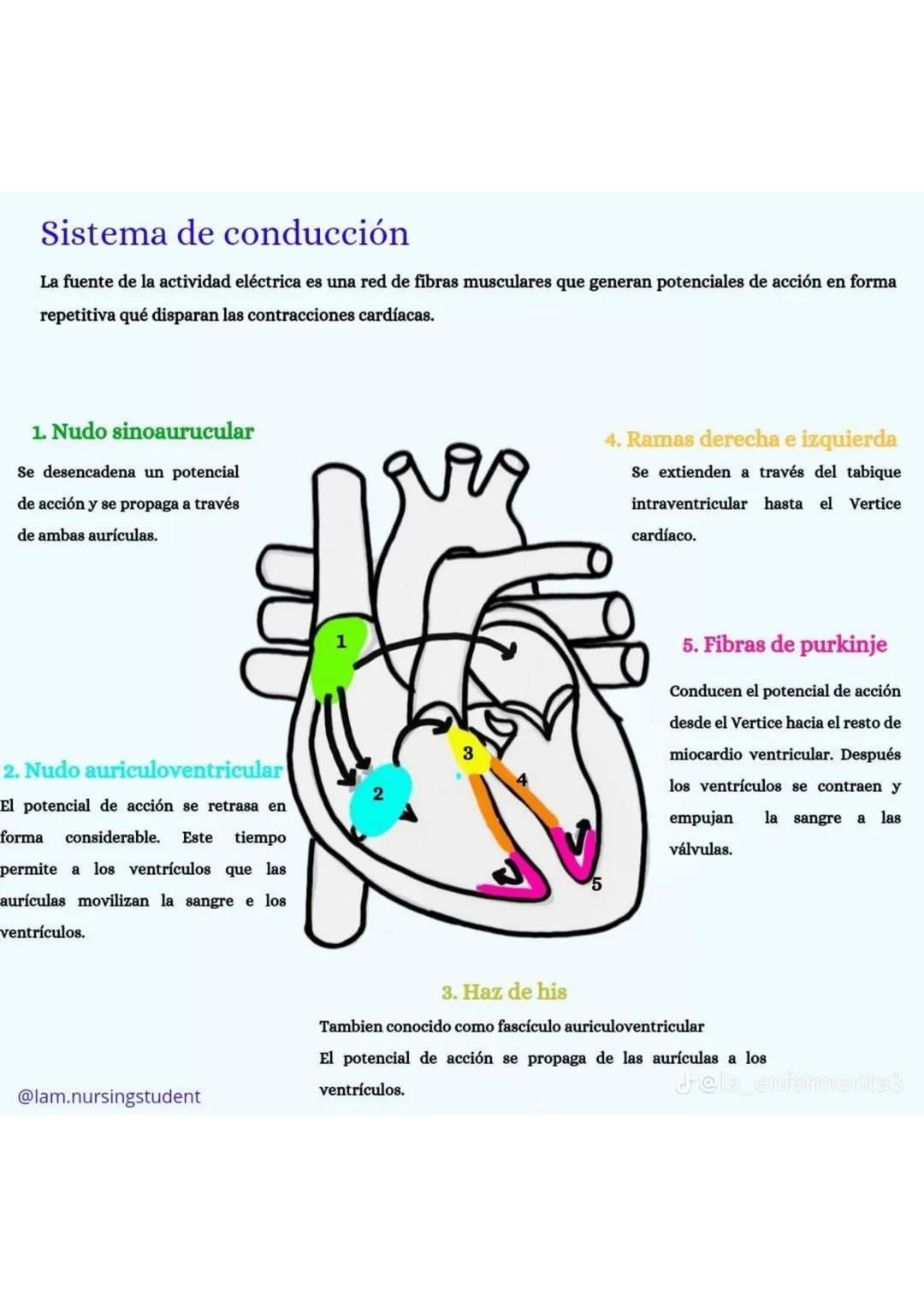 ENFERMERÍA
@au.lizeth # EI CORAZÓN
EL CORAZÓN ES UN ÓRGANO DEL TAMAÑO APROXIMADO DE
UN PUÑO.
ESTÁ COMPUESTO DE TEJIDO MUSCULAR Y BOMBEA
SA