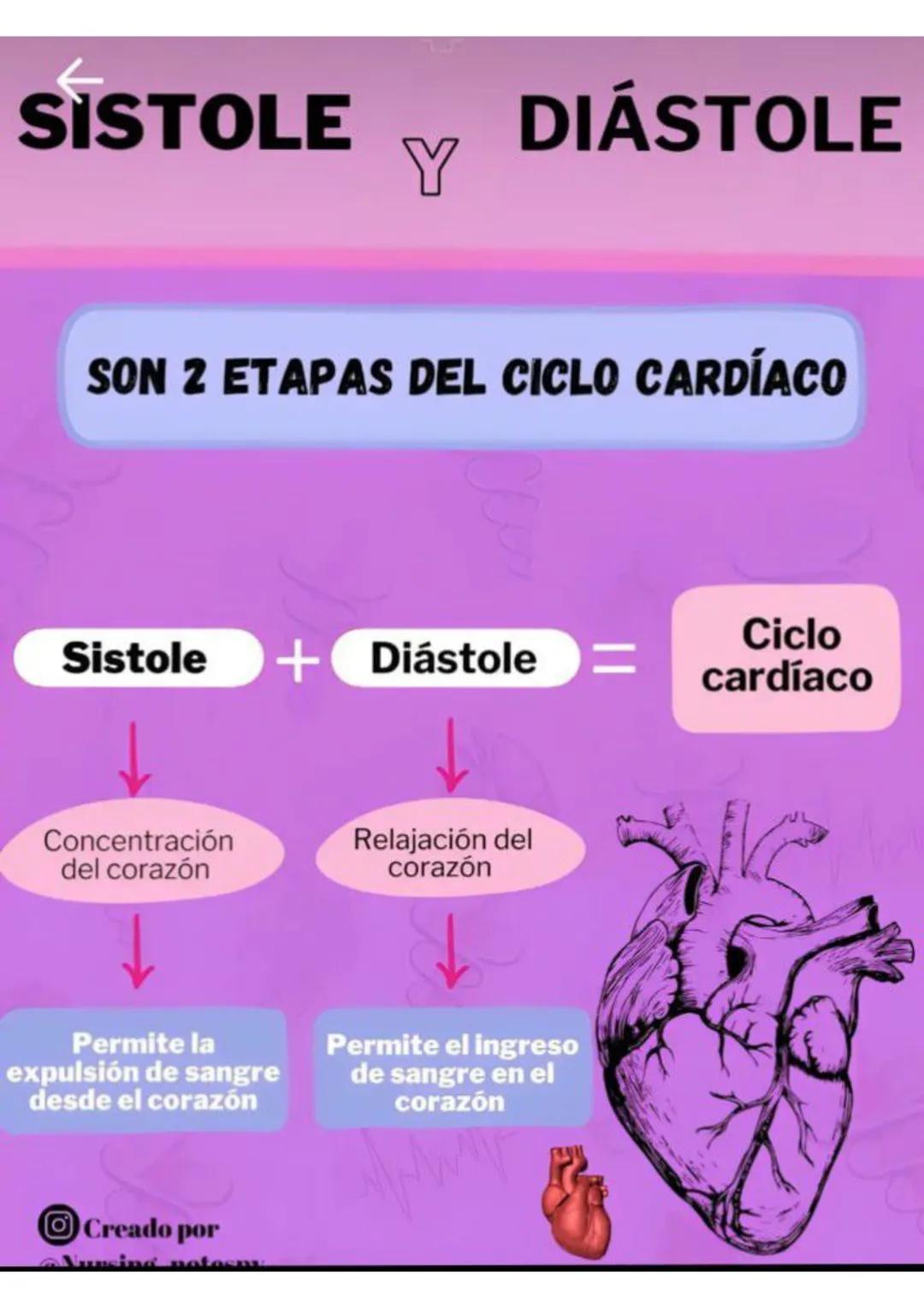 ENFERMERÍA
@au.lizeth # EI CORAZÓN
EL CORAZÓN ES UN ÓRGANO DEL TAMAÑO APROXIMADO DE
UN PUÑO.
ESTÁ COMPUESTO DE TEJIDO MUSCULAR Y BOMBEA
SA