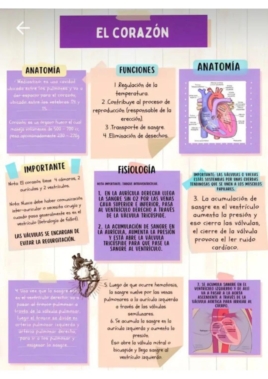 ENFERMERÍA
@au.lizeth # EI CORAZÓN
EL CORAZÓN ES UN ÓRGANO DEL TAMAÑO APROXIMADO DE
UN PUÑO.
ESTÁ COMPUESTO DE TEJIDO MUSCULAR Y BOMBEA
SA