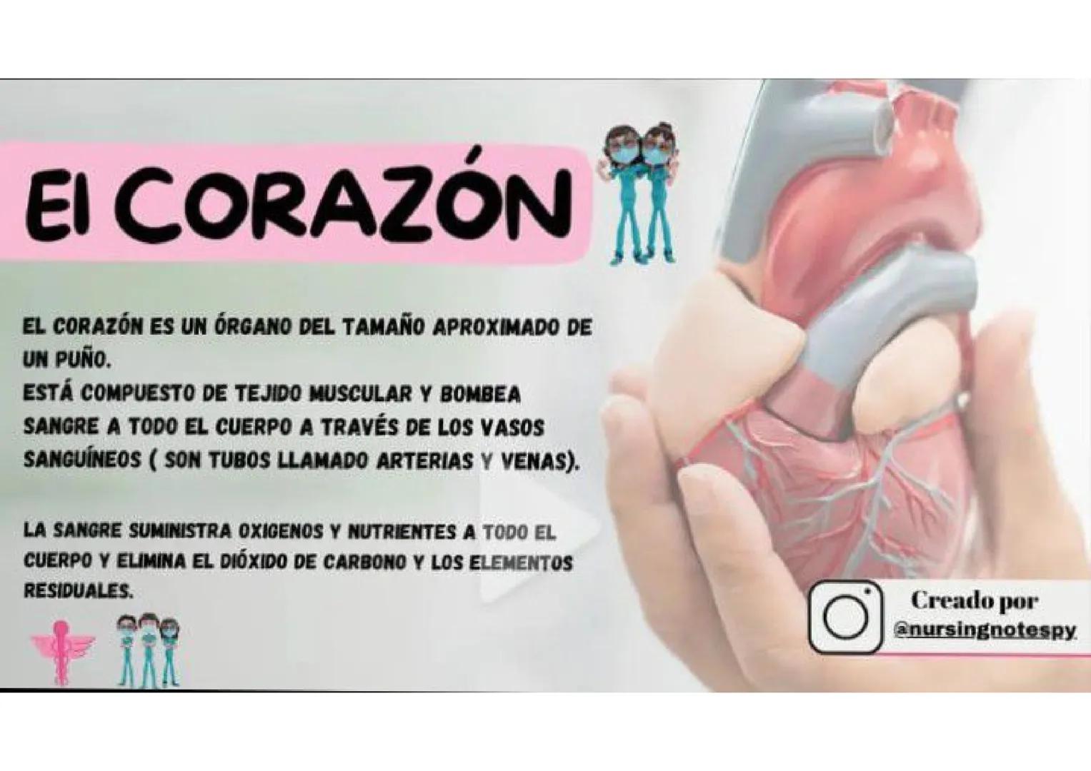 ENFERMERÍA
@au.lizeth # EI CORAZÓN
EL CORAZÓN ES UN ÓRGANO DEL TAMAÑO APROXIMADO DE
UN PUÑO.
ESTÁ COMPUESTO DE TEJIDO MUSCULAR Y BOMBEA
SA