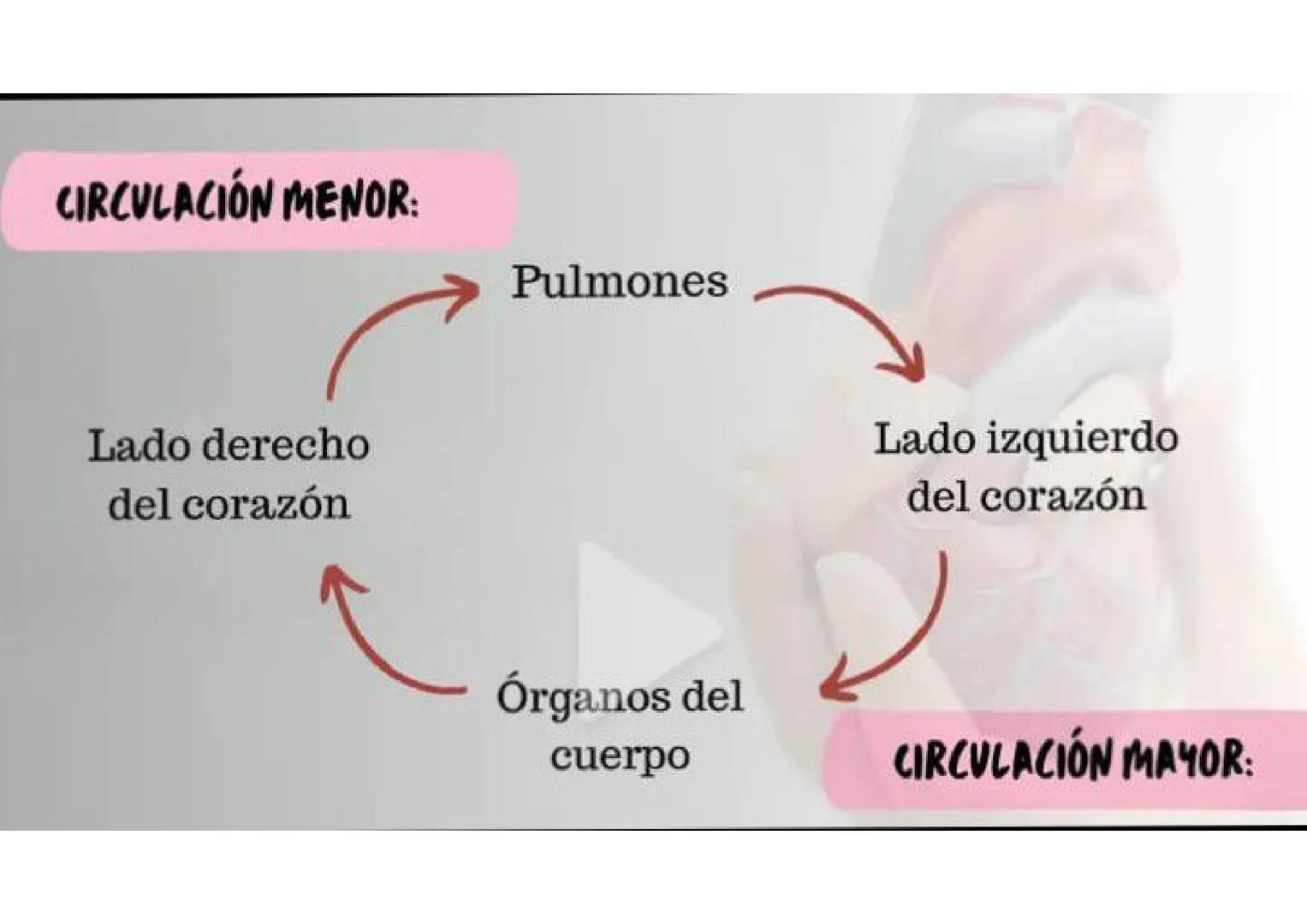 ENFERMERÍA
@au.lizeth # EI CORAZÓN
EL CORAZÓN ES UN ÓRGANO DEL TAMAÑO APROXIMADO DE
UN PUÑO.
ESTÁ COMPUESTO DE TEJIDO MUSCULAR Y BOMBEA
SA