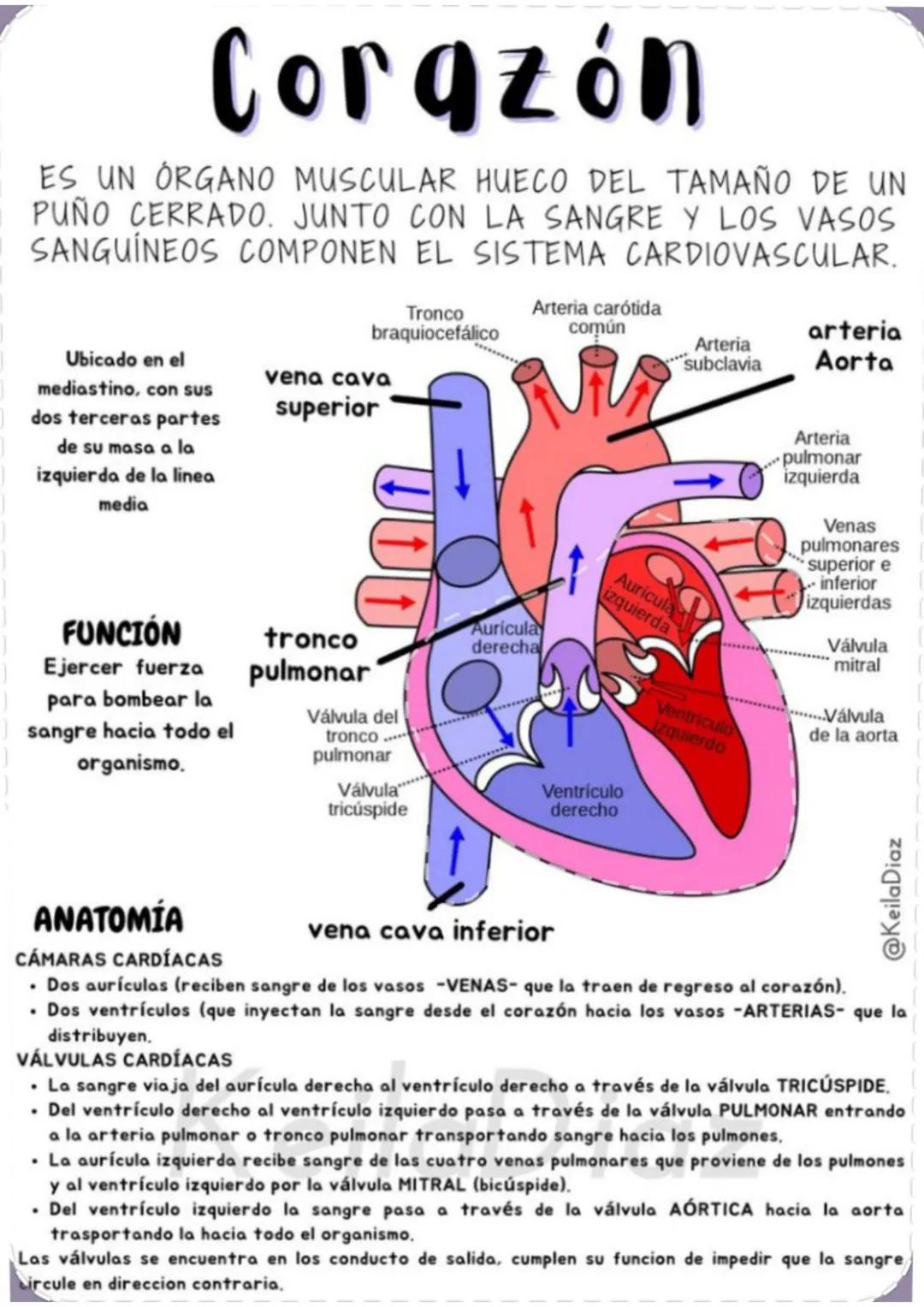 ENFERMERÍA
@au.lizeth # EI CORAZÓN
EL CORAZÓN ES UN ÓRGANO DEL TAMAÑO APROXIMADO DE
UN PUÑO.
ESTÁ COMPUESTO DE TEJIDO MUSCULAR Y BOMBEA
SA