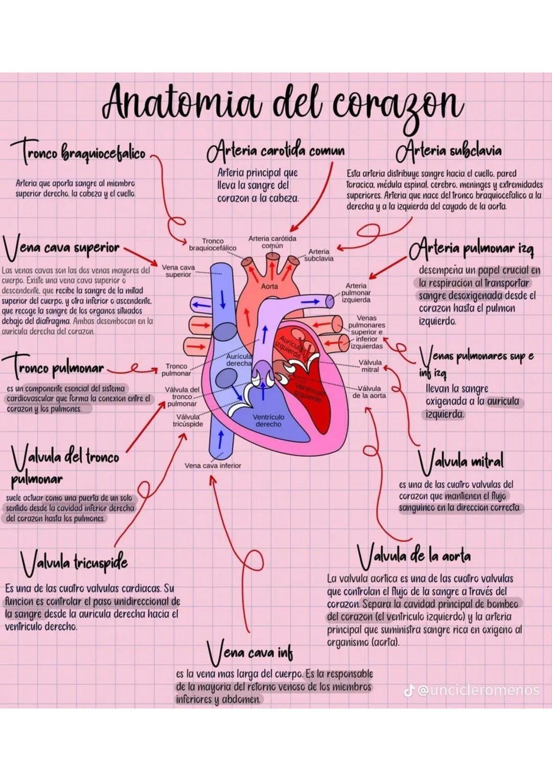 ENFERMERÍA
@au.lizeth # EI CORAZÓN
EL CORAZÓN ES UN ÓRGANO DEL TAMAÑO APROXIMADO DE
UN PUÑO.
ESTÁ COMPUESTO DE TEJIDO MUSCULAR Y BOMBEA
SA