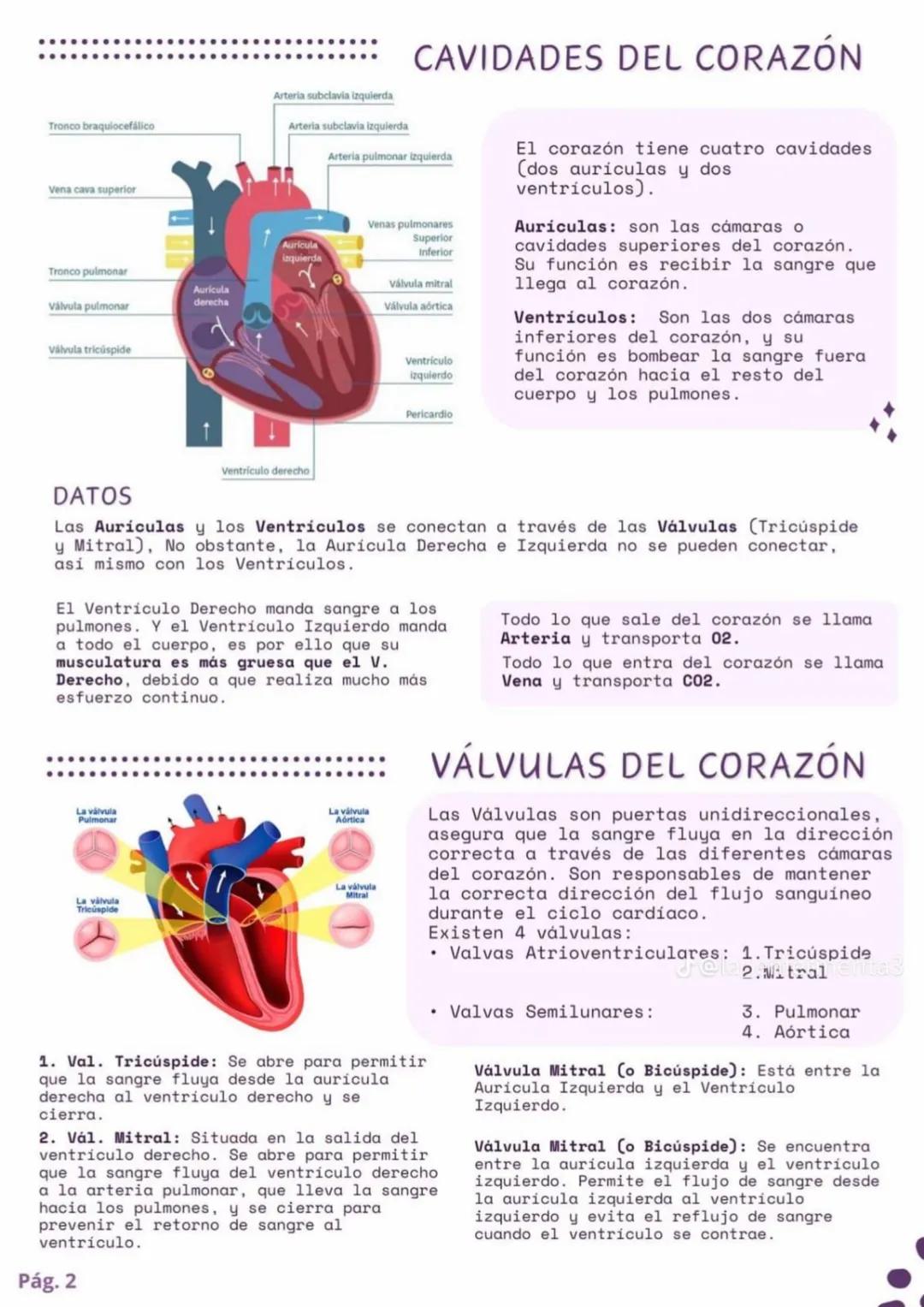 ENFERMERÍA
@au.lizeth # EI CORAZÓN
EL CORAZÓN ES UN ÓRGANO DEL TAMAÑO APROXIMADO DE
UN PUÑO.
ESTÁ COMPUESTO DE TEJIDO MUSCULAR Y BOMBEA
SA