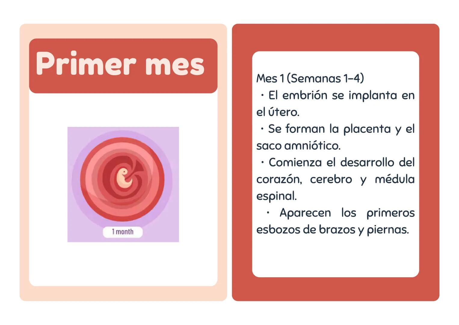# Primer mes
1 month
Mes 1 (Semanas 1-4)
• El embrión se implanta en
el útero.
• Se forman la placenta y el
saco amniótico.
• Comienza