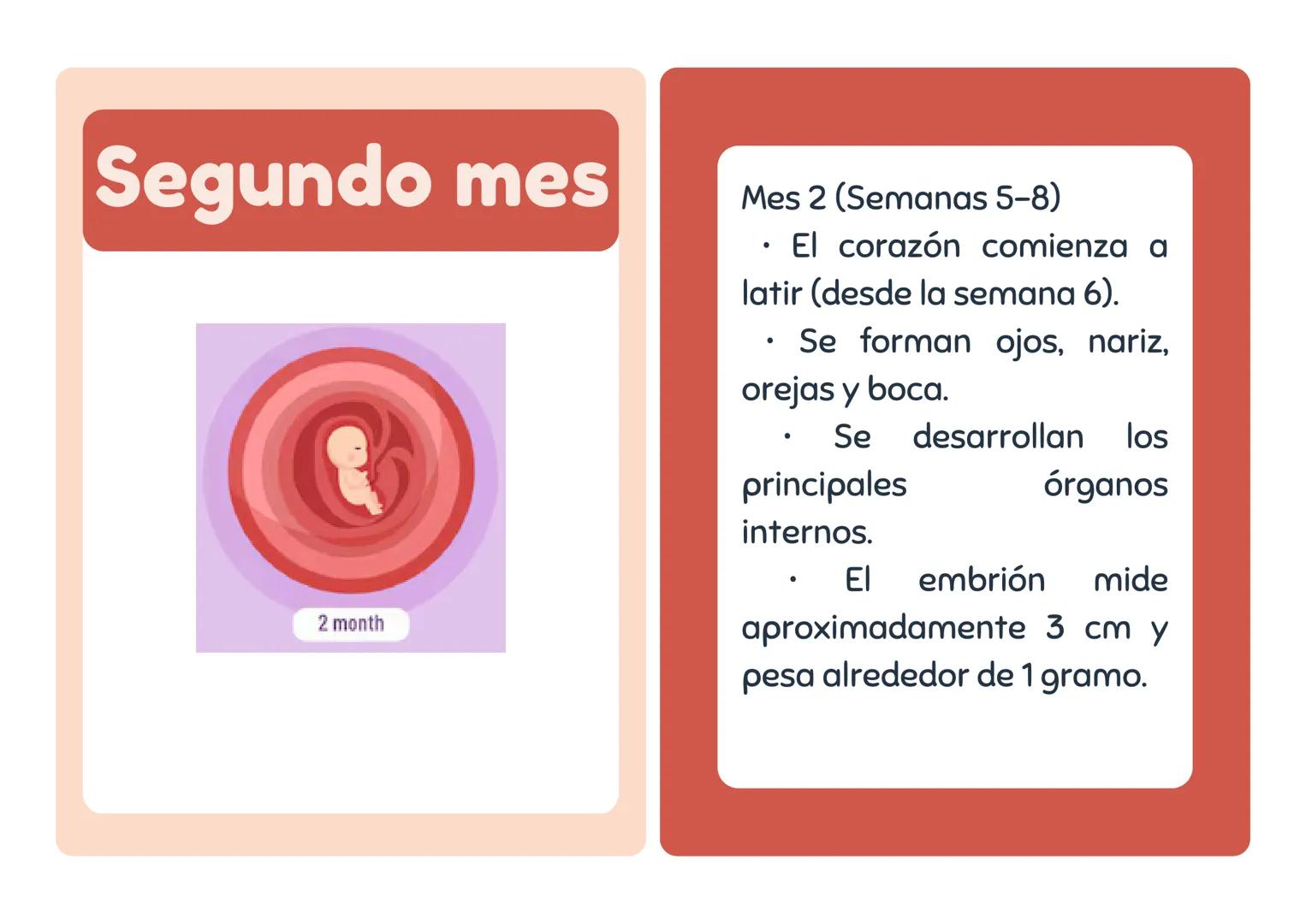 # Primer mes
1 month
Mes 1 (Semanas 1-4)
• El embrión se implanta en
el útero.
• Se forman la placenta y el
saco amniótico.
• Comienza