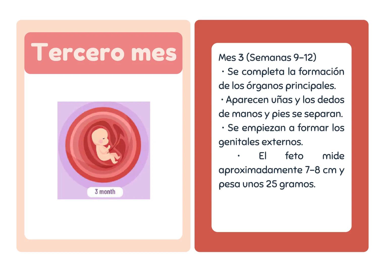 # Primer mes
1 month
Mes 1 (Semanas 1-4)
• El embrión se implanta en
el útero.
• Se forman la placenta y el
saco amniótico.
• Comienza