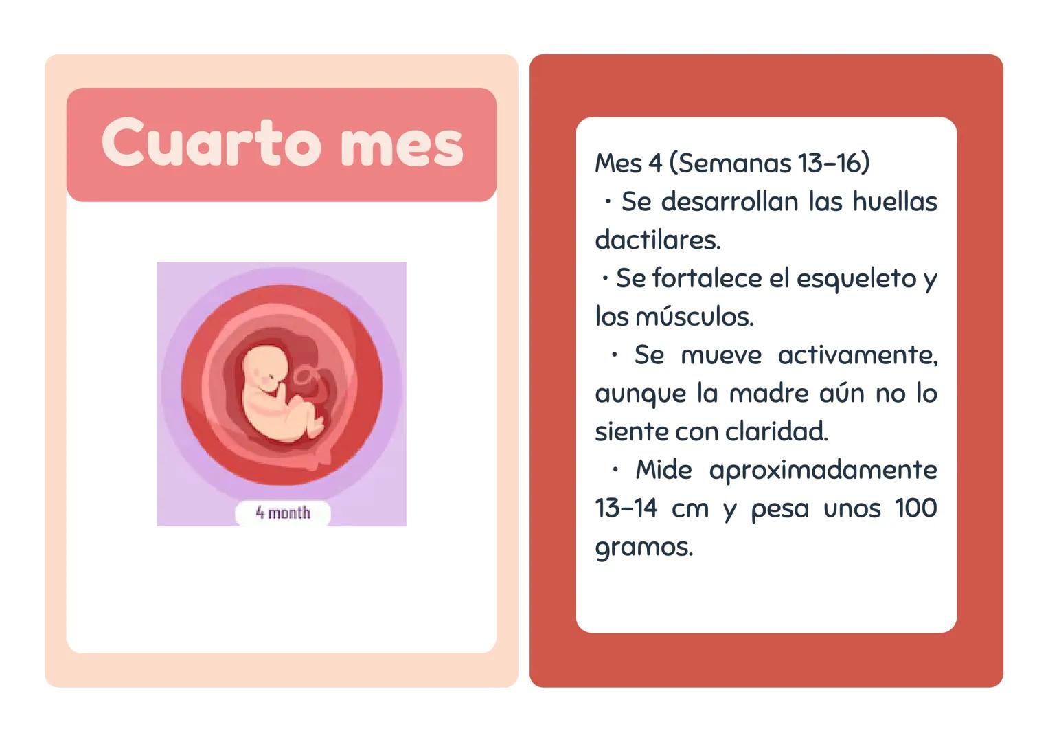 # Primer mes
1 month
Mes 1 (Semanas 1-4)
• El embrión se implanta en
el útero.
• Se forman la placenta y el
saco amniótico.
• Comienza
