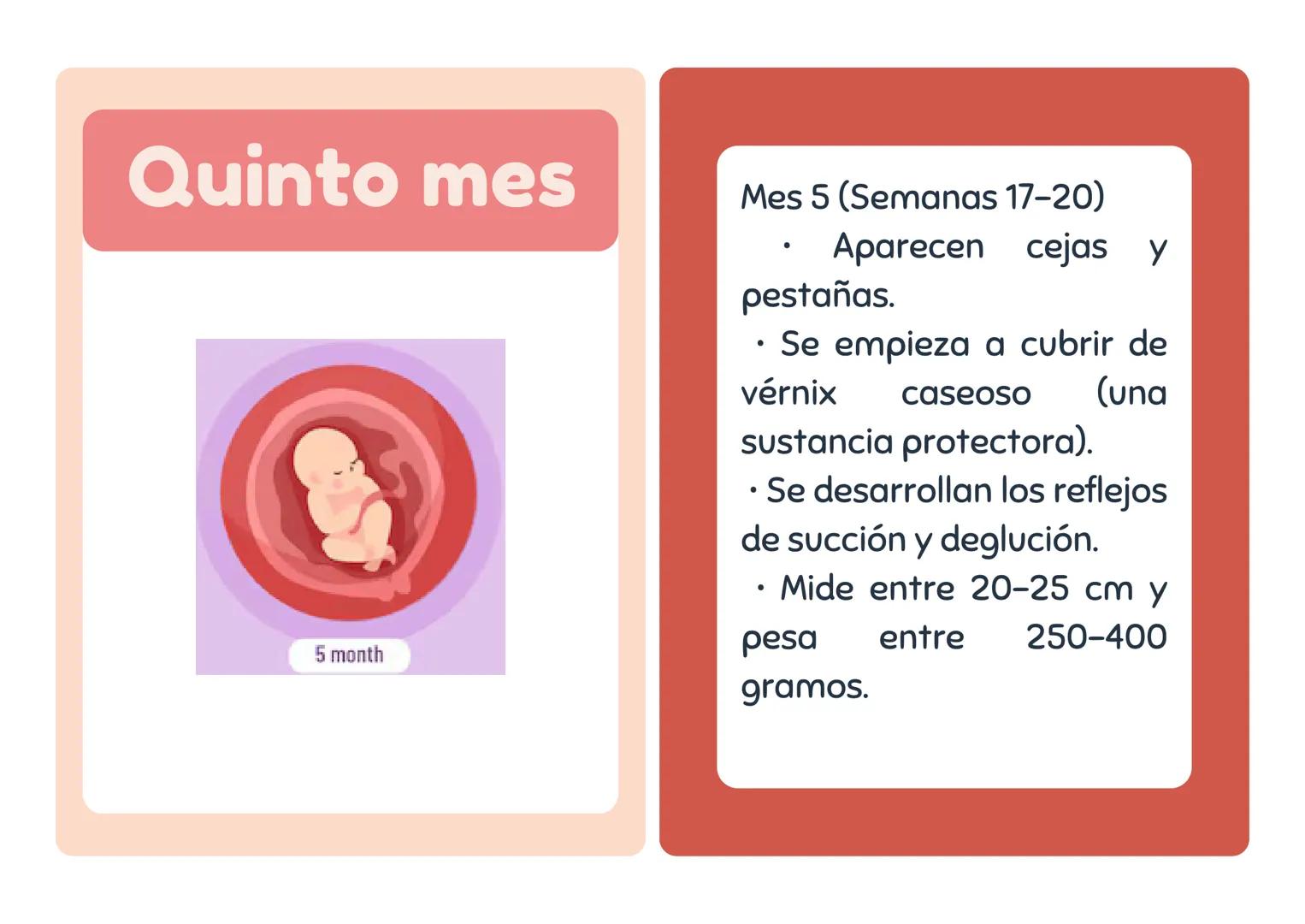 # Primer mes
1 month
Mes 1 (Semanas 1-4)
• El embrión se implanta en
el útero.
• Se forman la placenta y el
saco amniótico.
• Comienza
