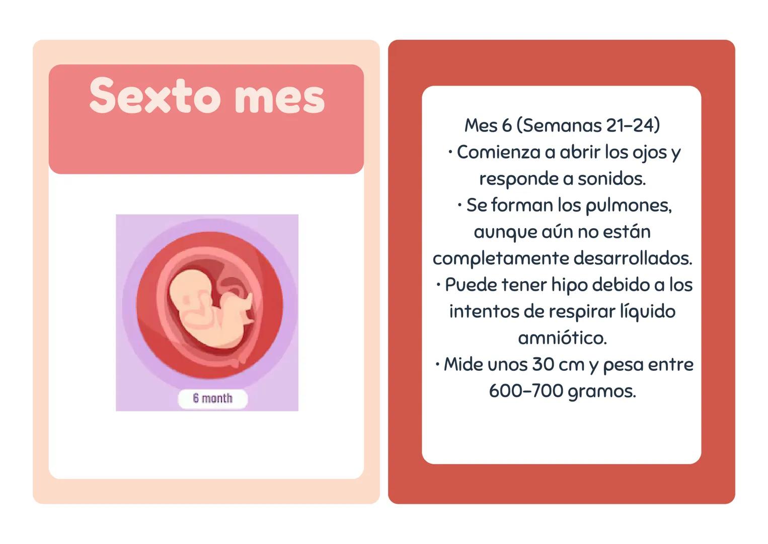 # Primer mes
1 month
Mes 1 (Semanas 1-4)
• El embrión se implanta en
el útero.
• Se forman la placenta y el
saco amniótico.
• Comienza
