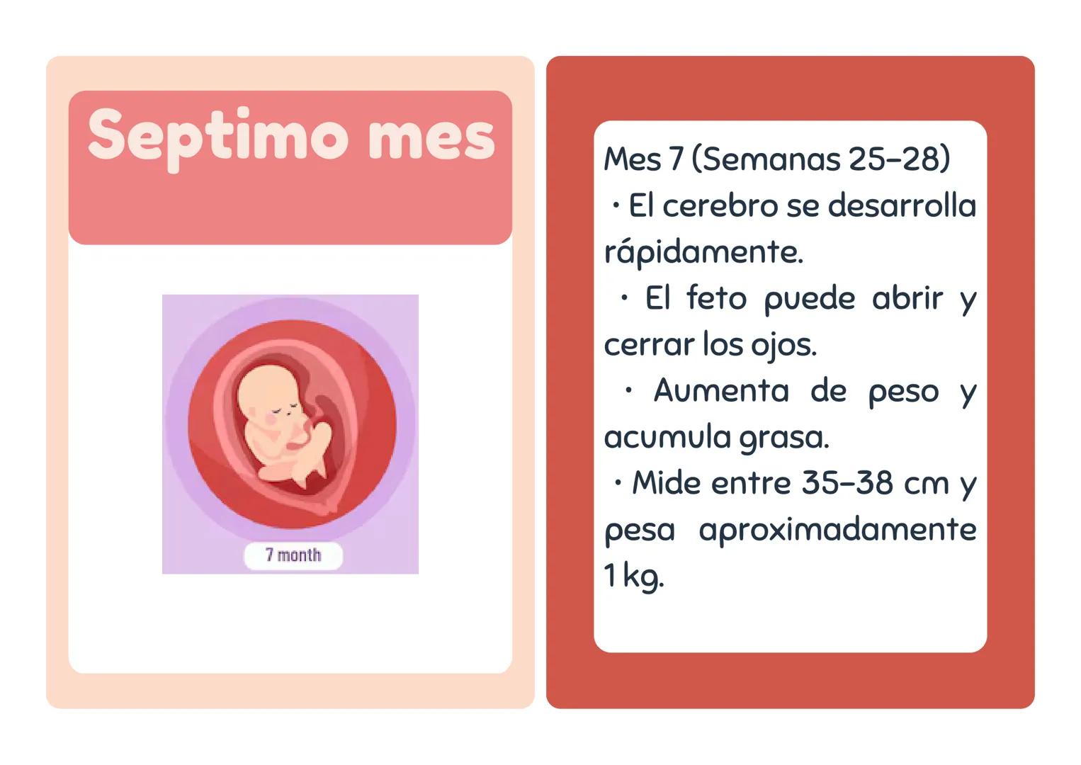 # Primer mes
1 month
Mes 1 (Semanas 1-4)
• El embrión se implanta en
el útero.
• Se forman la placenta y el
saco amniótico.
• Comienza