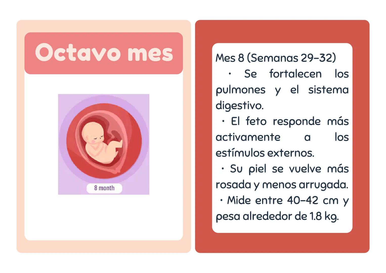# Primer mes
1 month
Mes 1 (Semanas 1-4)
• El embrión se implanta en
el útero.
• Se forman la placenta y el
saco amniótico.
• Comienza