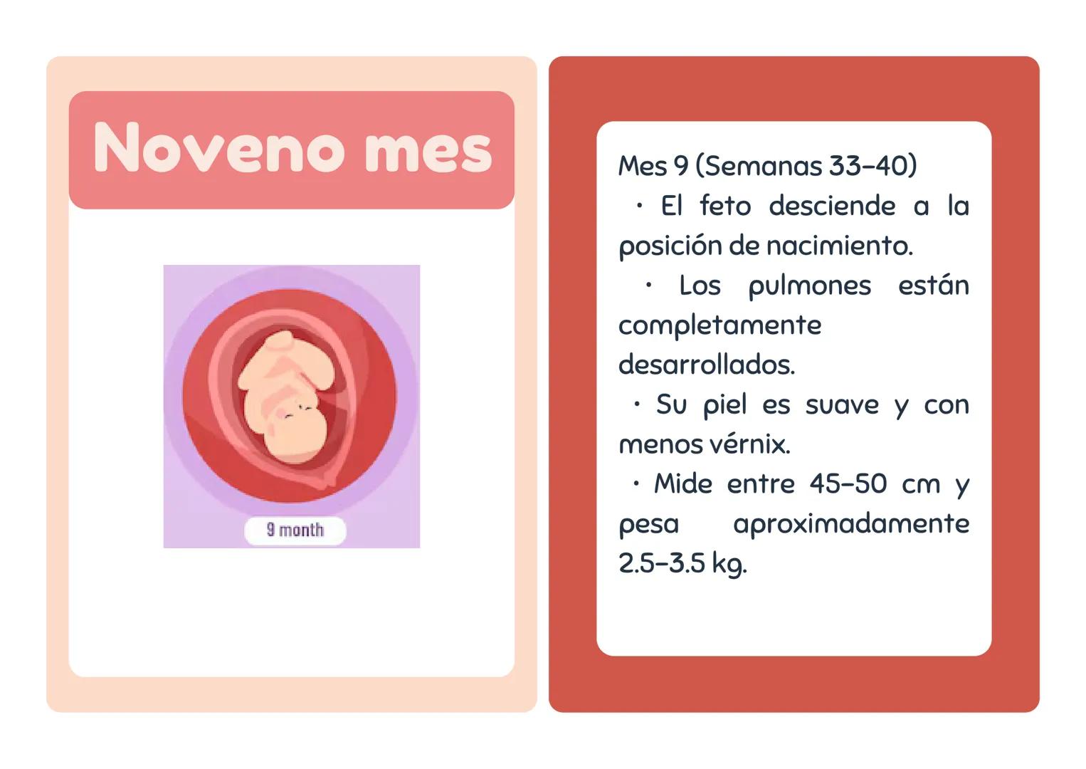# Primer mes
1 month
Mes 1 (Semanas 1-4)
• El embrión se implanta en
el útero.
• Se forman la placenta y el
saco amniótico.
• Comienza