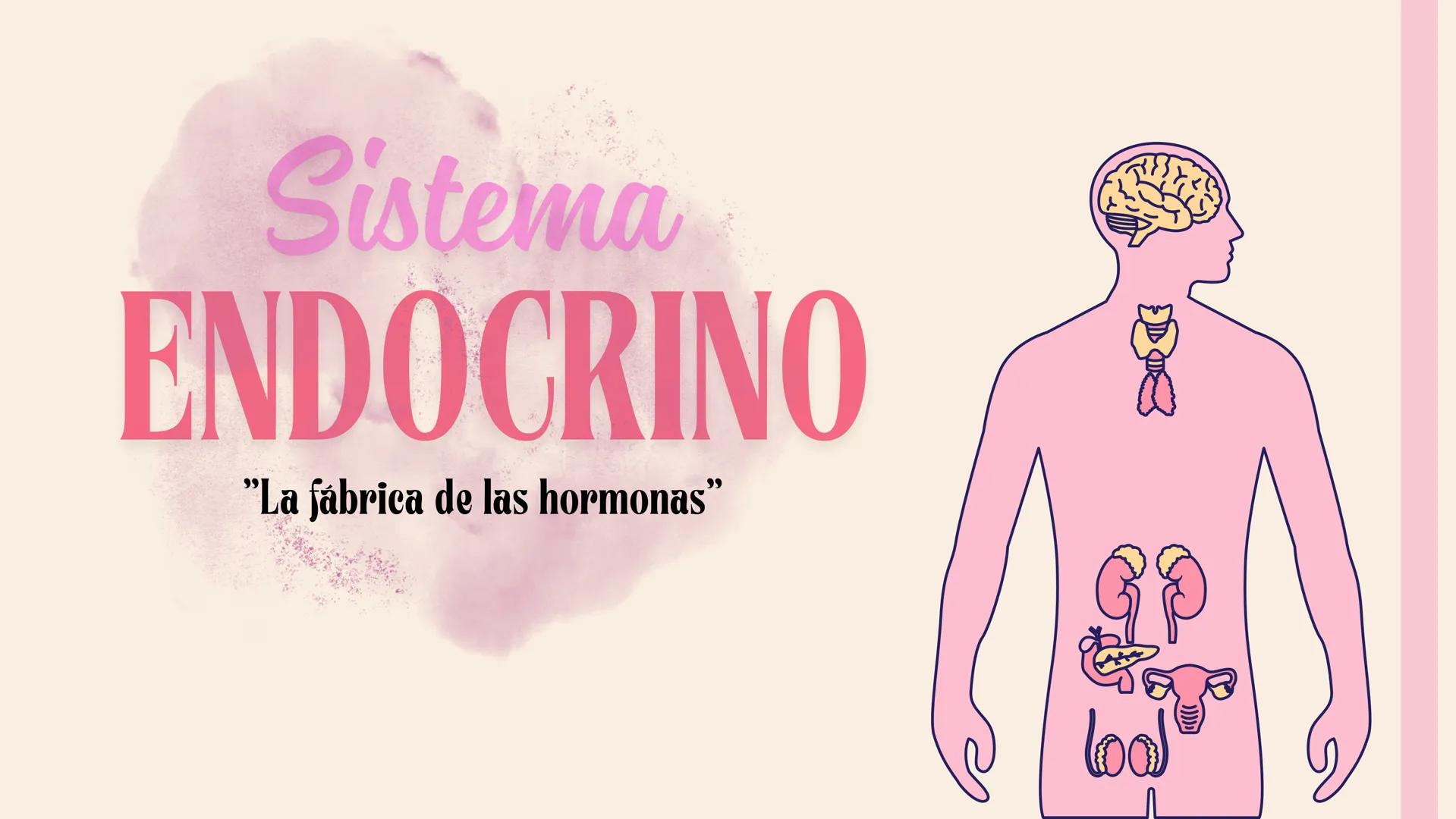 # Sistema
# ENDOCRINO
"La fábrica de las hormonas" 1. Introducción
2. Sistema endocrino
3. Glándula
4. Hormona
5. Glándula pineal
6. Hipóf