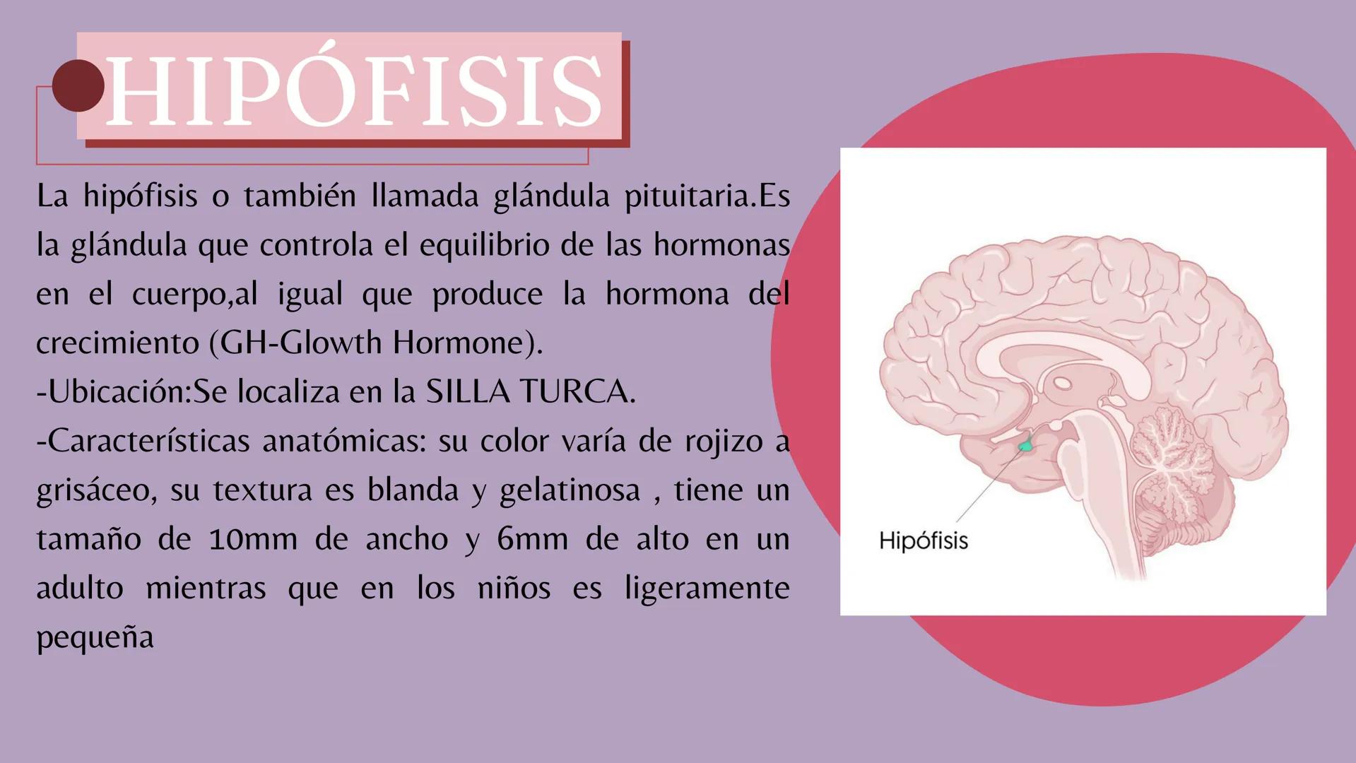 # Sistema
# ENDOCRINO
"La fábrica de las hormonas" 1. Introducción
2. Sistema endocrino
3. Glándula
4. Hormona
5. Glándula pineal
6. Hipóf