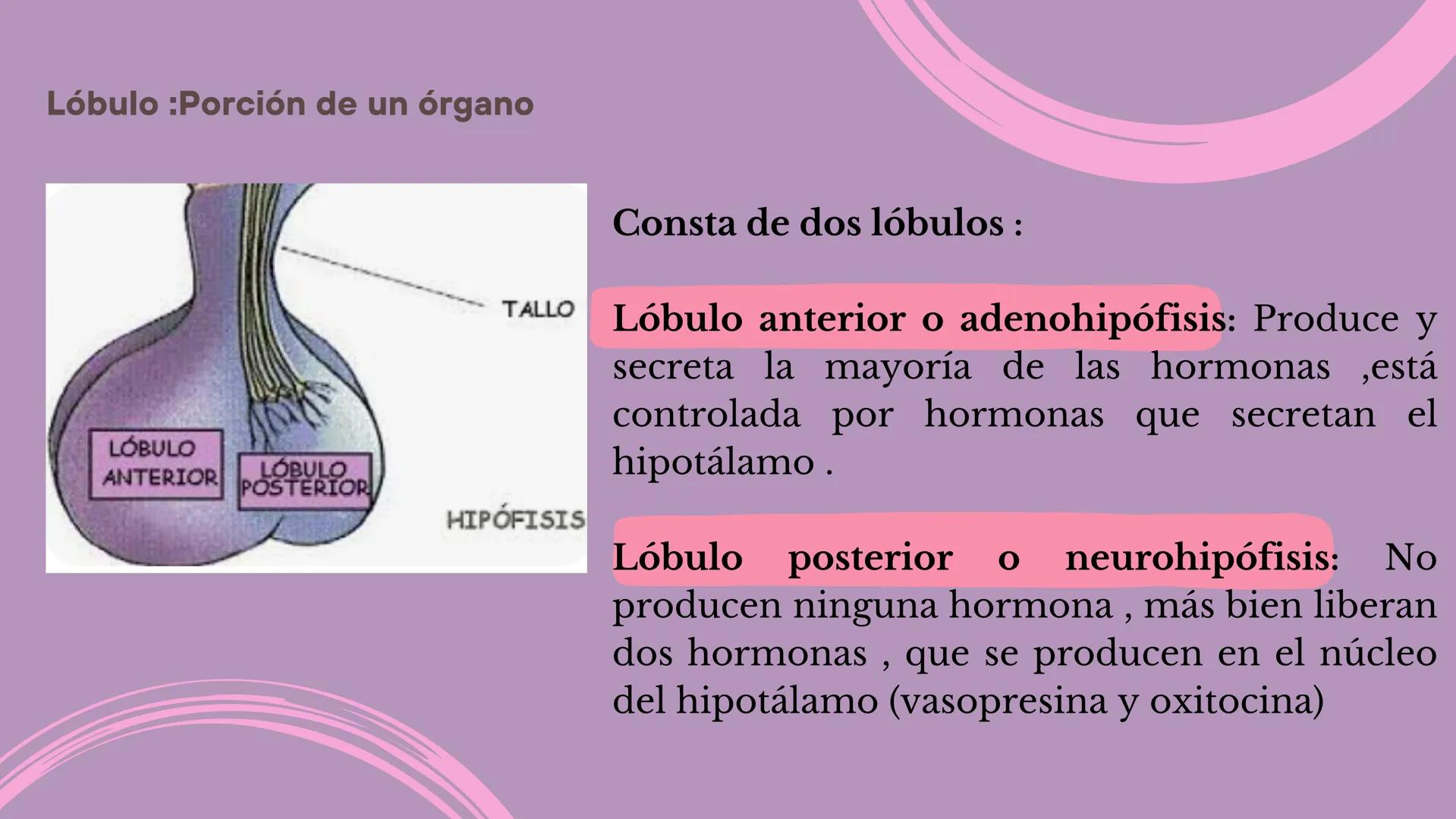 # Sistema
# ENDOCRINO
"La fábrica de las hormonas" 1. Introducción
2. Sistema endocrino
3. Glándula
4. Hormona
5. Glándula pineal
6. Hipóf