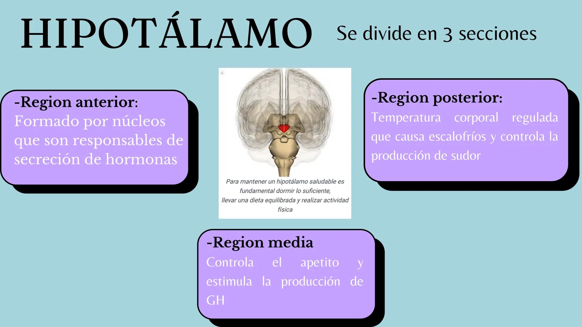 # Sistema
# ENDOCRINO
"La fábrica de las hormonas" 1. Introducción
2. Sistema endocrino
3. Glándula
4. Hormona
5. Glándula pineal
6. Hipóf