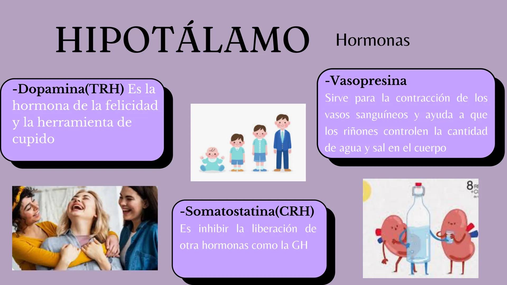 # Sistema
# ENDOCRINO
"La fábrica de las hormonas" 1. Introducción
2. Sistema endocrino
3. Glándula
4. Hormona
5. Glándula pineal
6. Hipóf