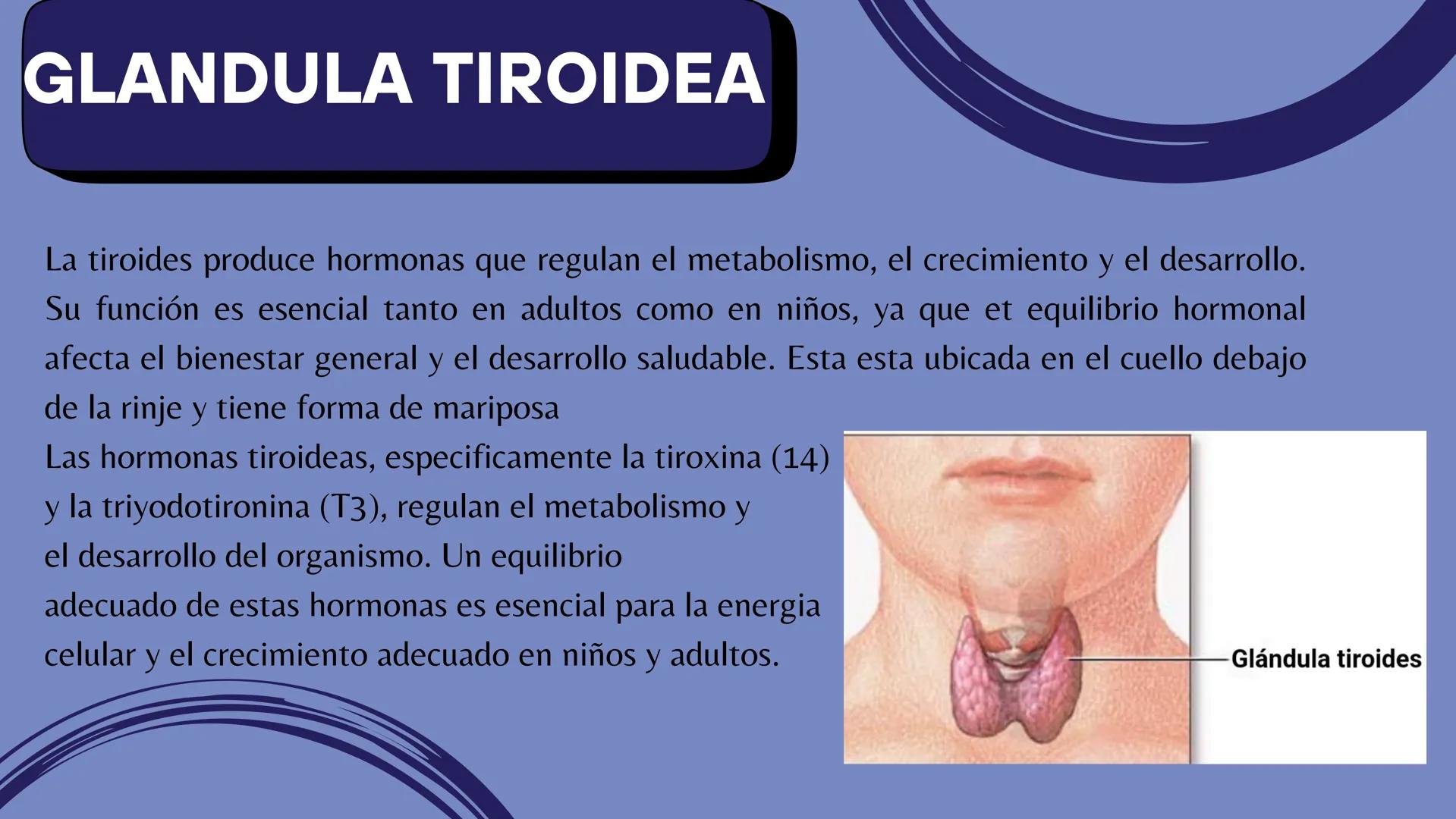 # Sistema
# ENDOCRINO
"La fábrica de las hormonas" 1. Introducción
2. Sistema endocrino
3. Glándula
4. Hormona
5. Glándula pineal
6. Hipóf