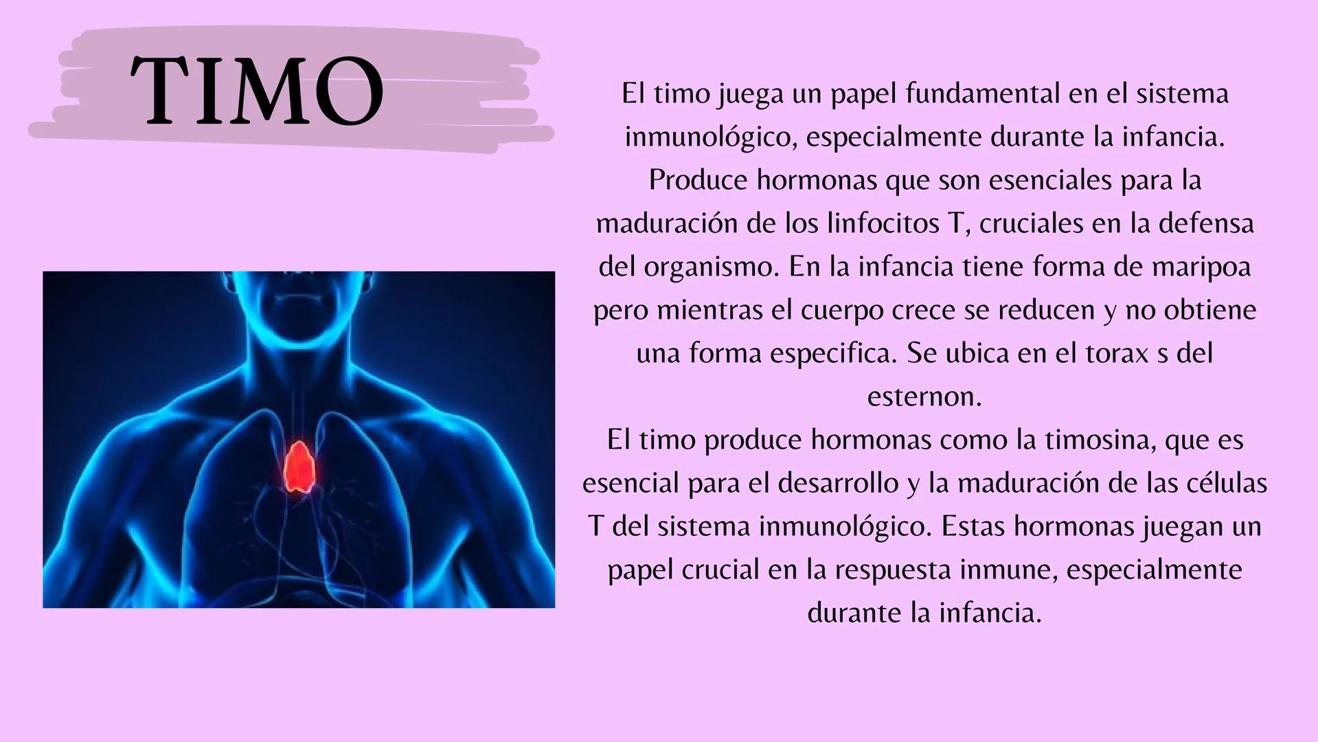 # Sistema
# ENDOCRINO
"La fábrica de las hormonas" 1. Introducción
2. Sistema endocrino
3. Glándula
4. Hormona
5. Glándula pineal
6. Hipóf