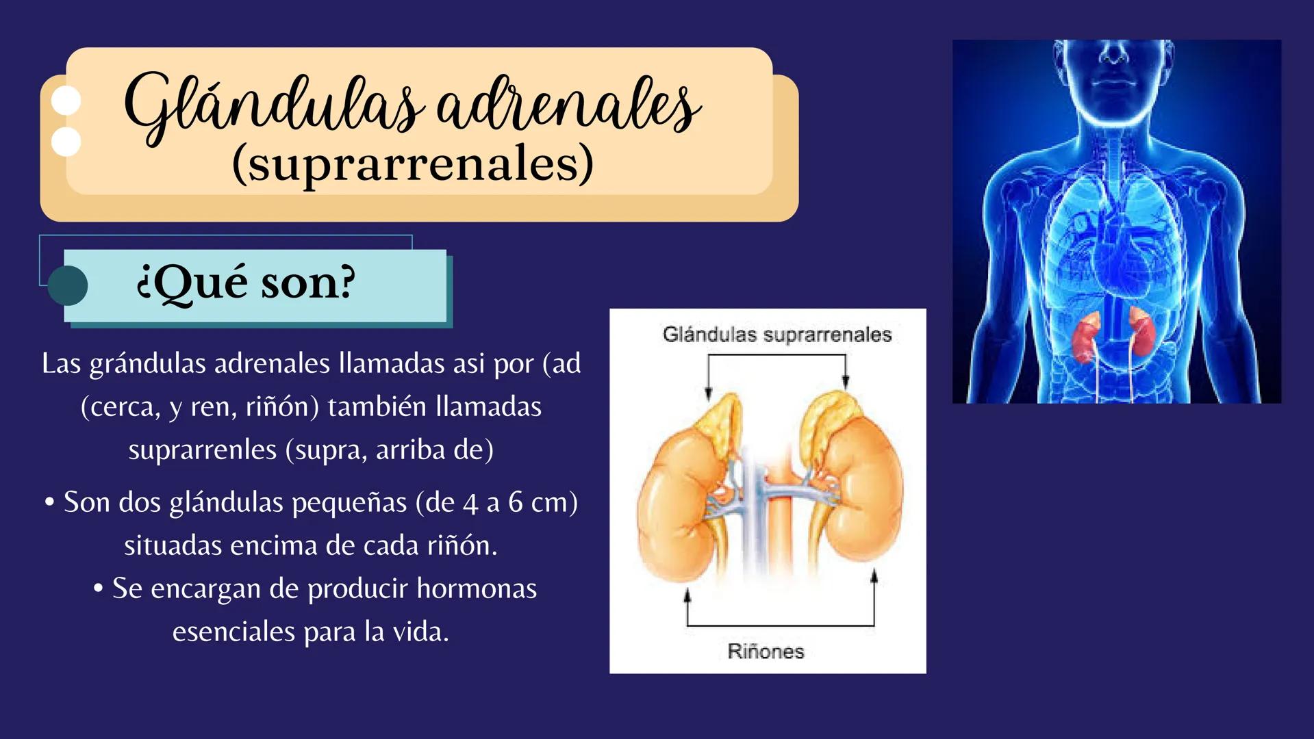 # Sistema
# ENDOCRINO
"La fábrica de las hormonas" 1. Introducción
2. Sistema endocrino
3. Glándula
4. Hormona
5. Glándula pineal
6. Hipóf