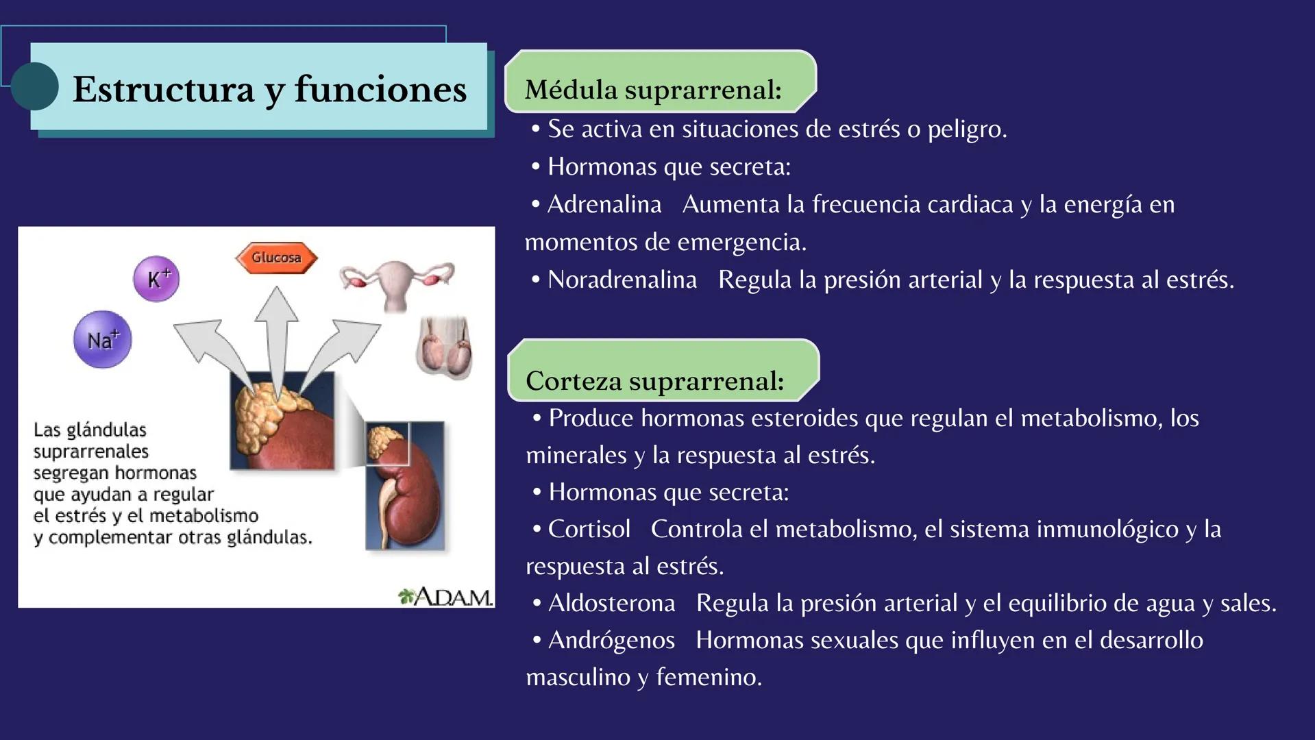 # Sistema
# ENDOCRINO
"La fábrica de las hormonas" 1. Introducción
2. Sistema endocrino
3. Glándula
4. Hormona
5. Glándula pineal
6. Hipóf