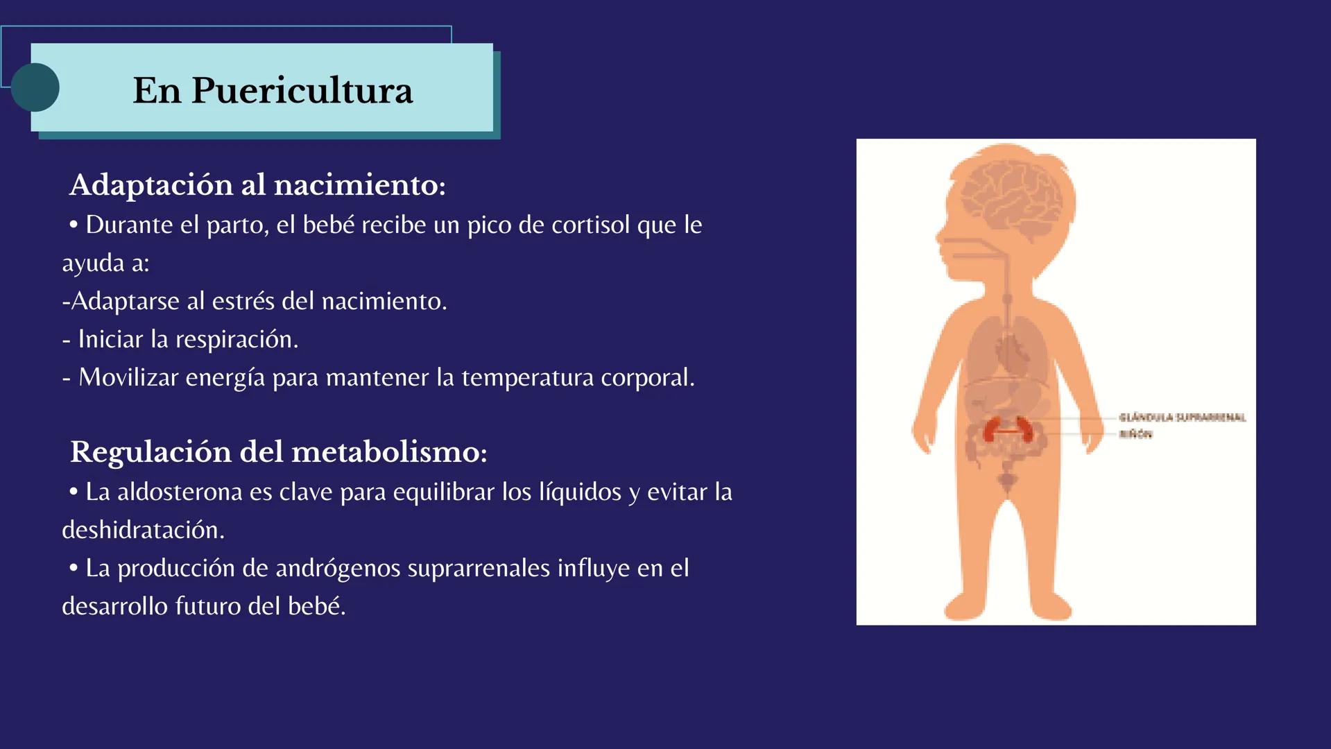 # Sistema
# ENDOCRINO
"La fábrica de las hormonas" 1. Introducción
2. Sistema endocrino
3. Glándula
4. Hormona
5. Glándula pineal
6. Hipóf