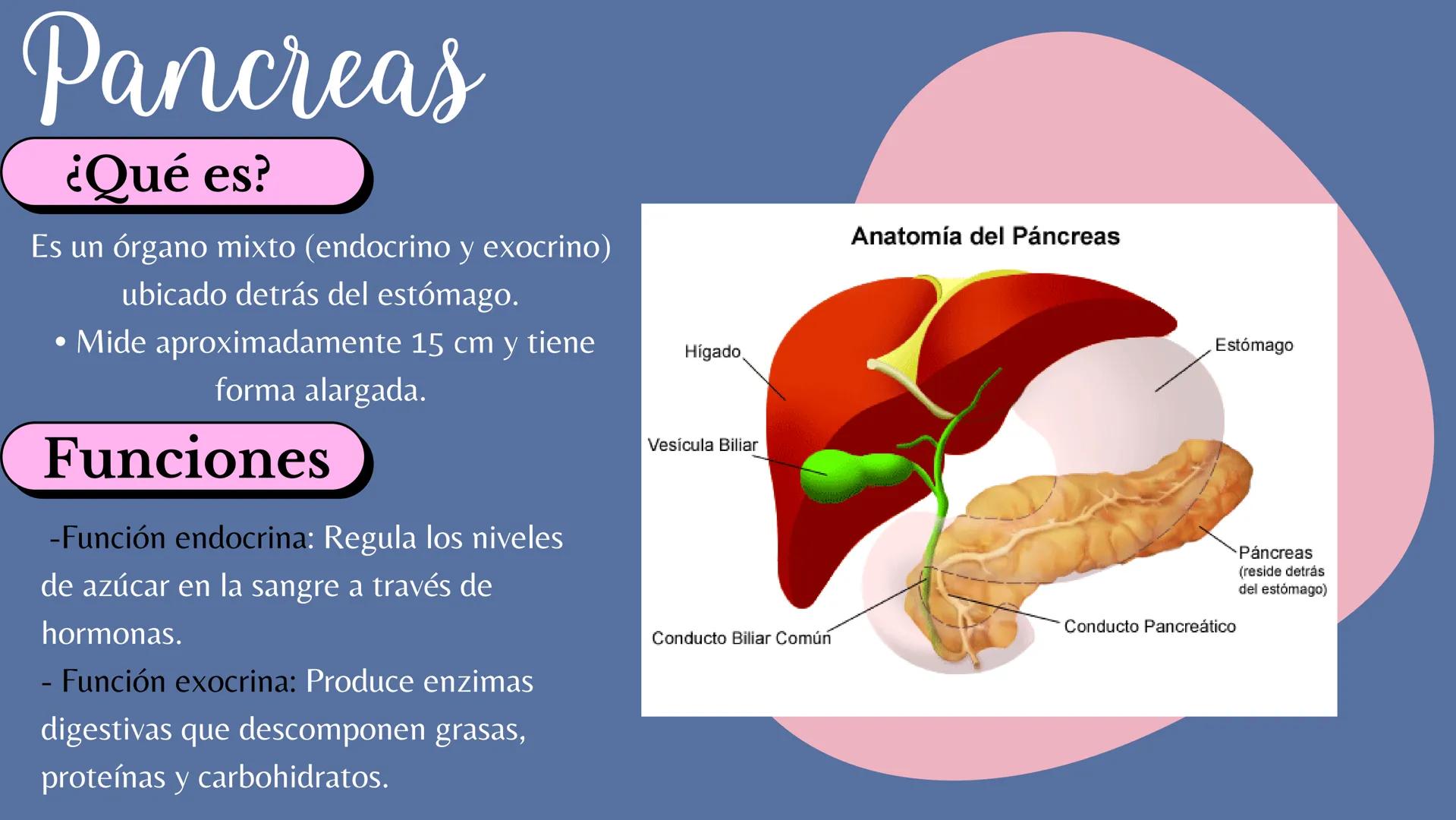 # Sistema
# ENDOCRINO
"La fábrica de las hormonas" 1. Introducción
2. Sistema endocrino
3. Glándula
4. Hormona
5. Glándula pineal
6. Hipóf