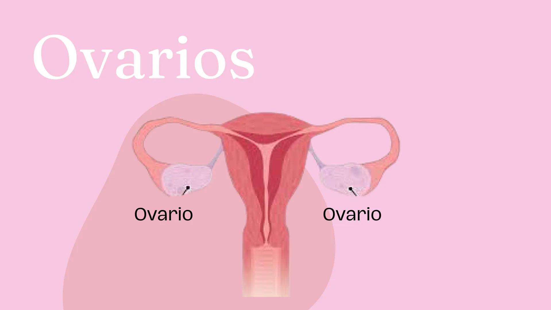 # Sistema
# ENDOCRINO
"La fábrica de las hormonas" 1. Introducción
2. Sistema endocrino
3. Glándula
4. Hormona
5. Glándula pineal
6. Hipóf