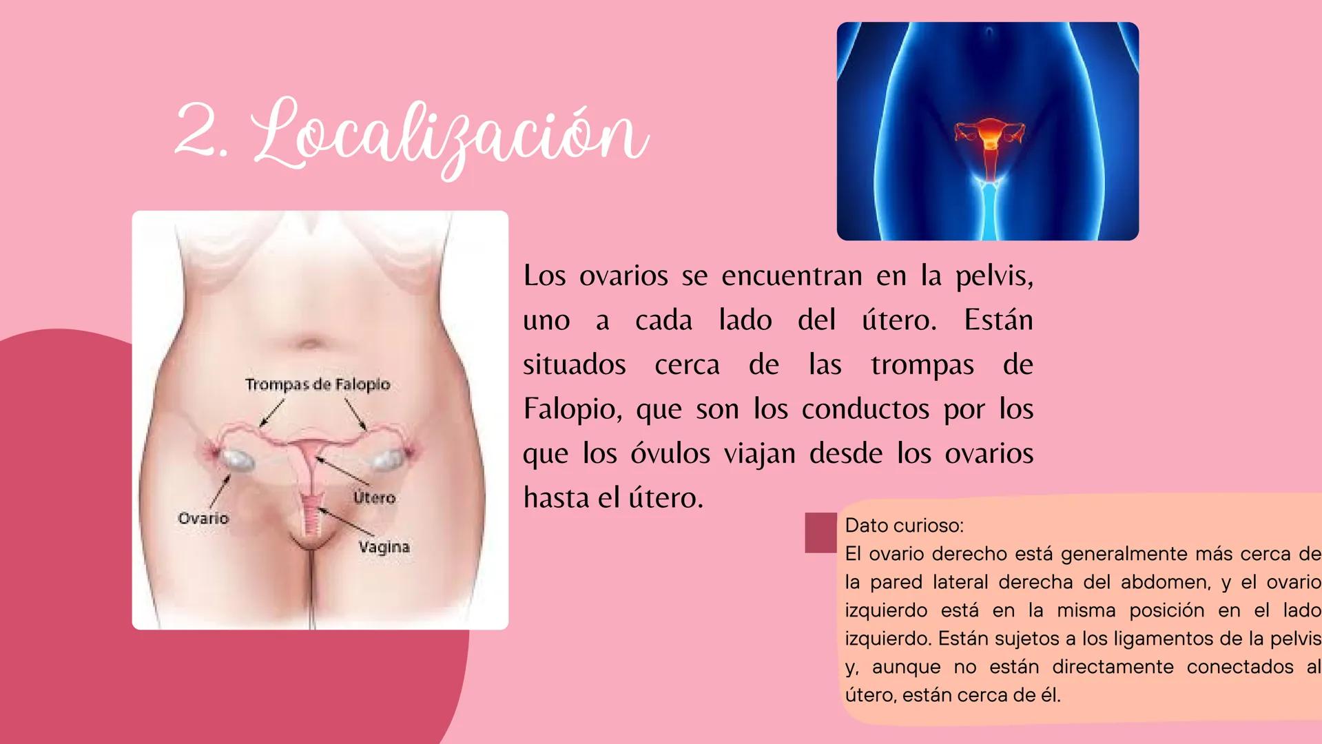 # Sistema
# ENDOCRINO
"La fábrica de las hormonas" 1. Introducción
2. Sistema endocrino
3. Glándula
4. Hormona
5. Glándula pineal
6. Hipóf
